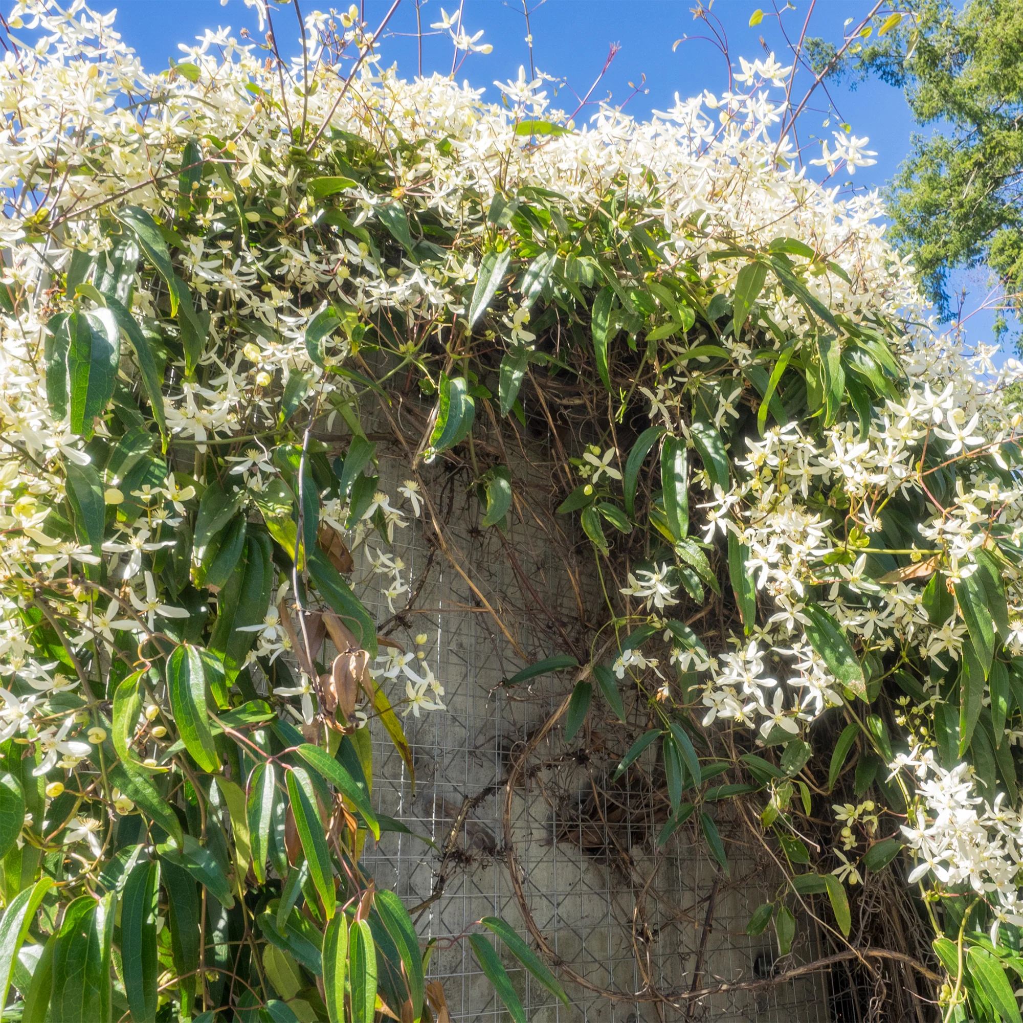 Bosrank 'Armandii'