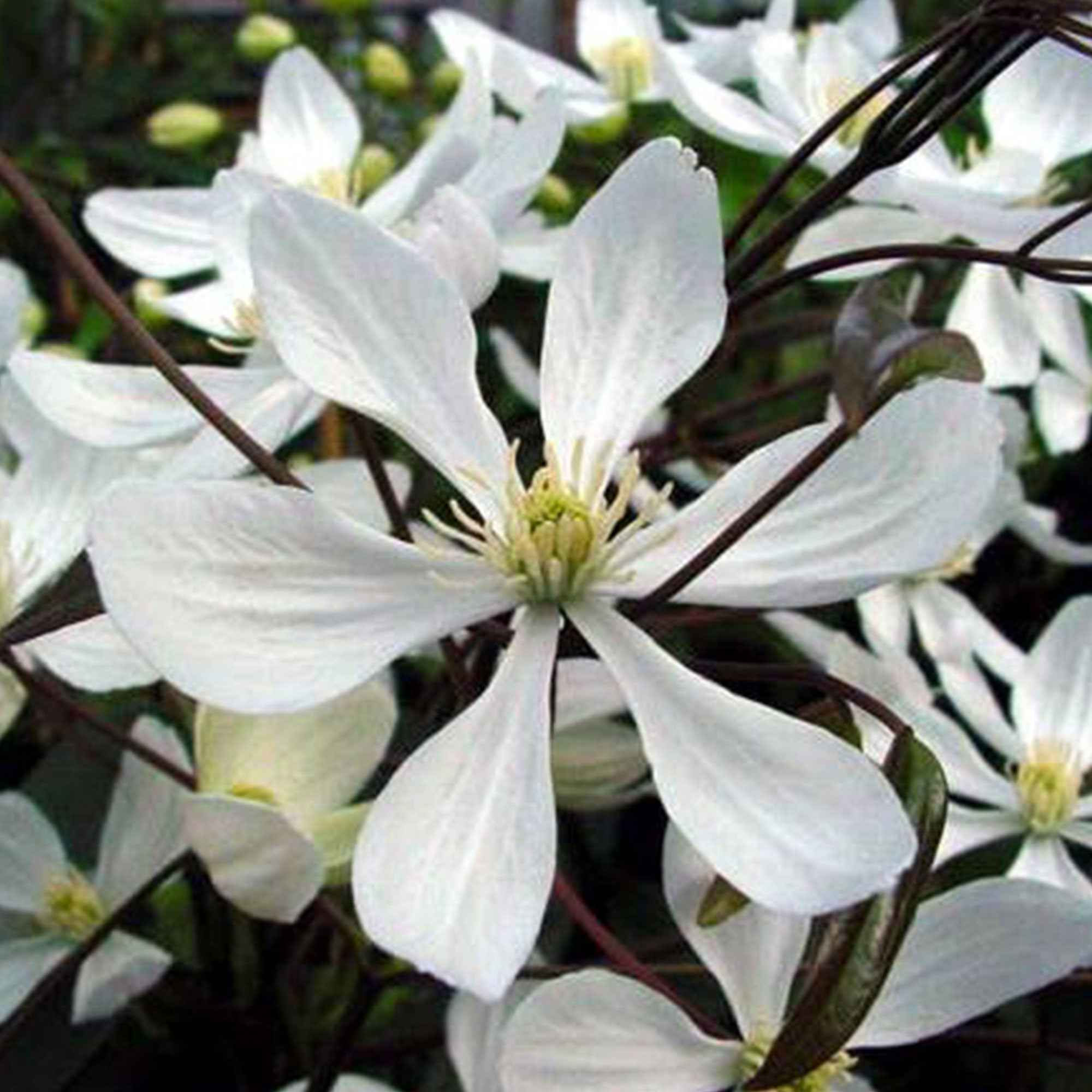 Bosrank 'Armandii' - Image 2