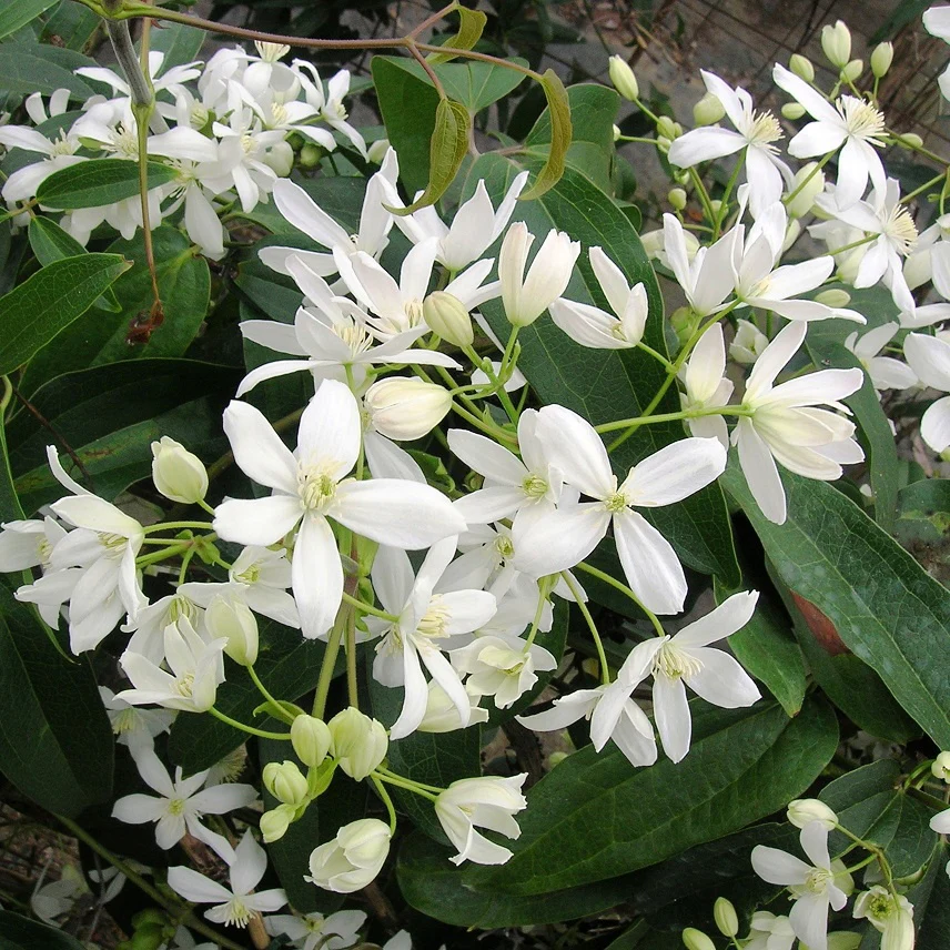 Bosrank 'Armandii' - Image 3