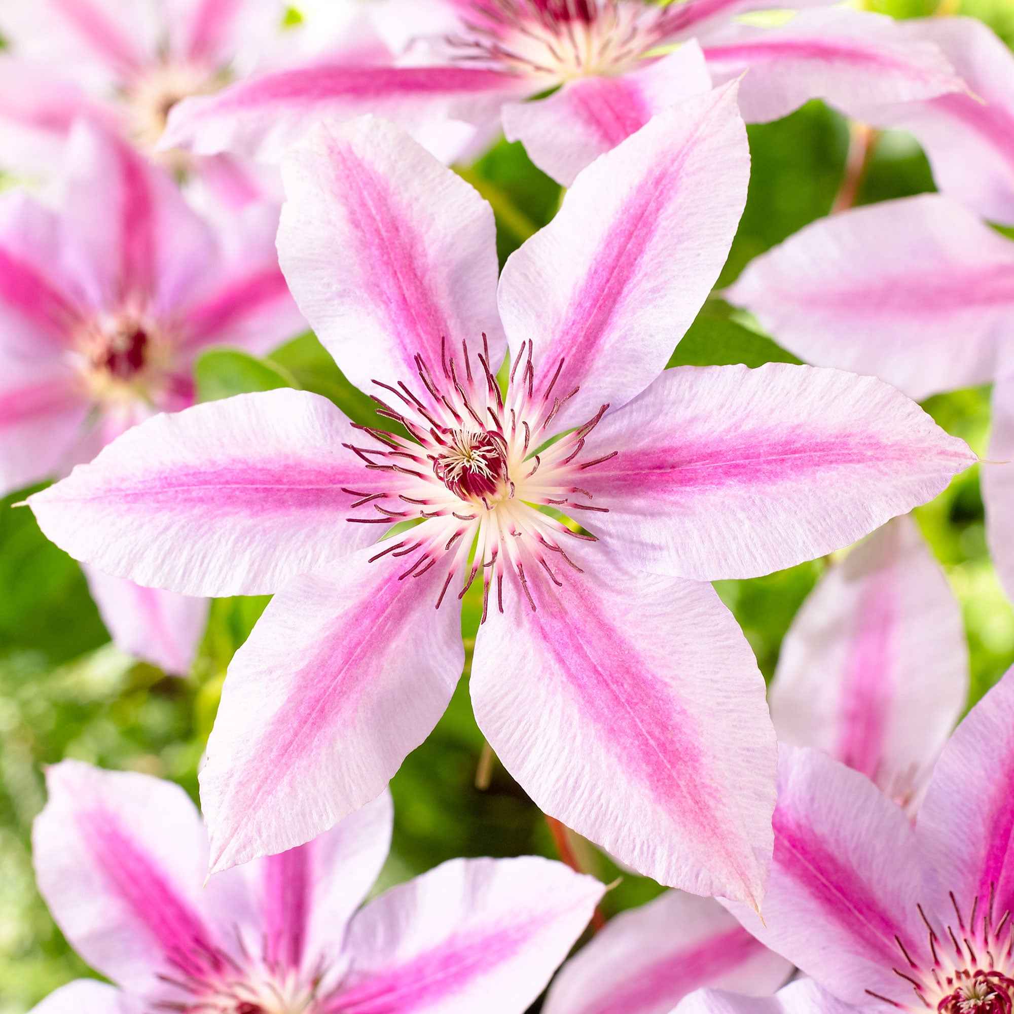 Miniatuur 1