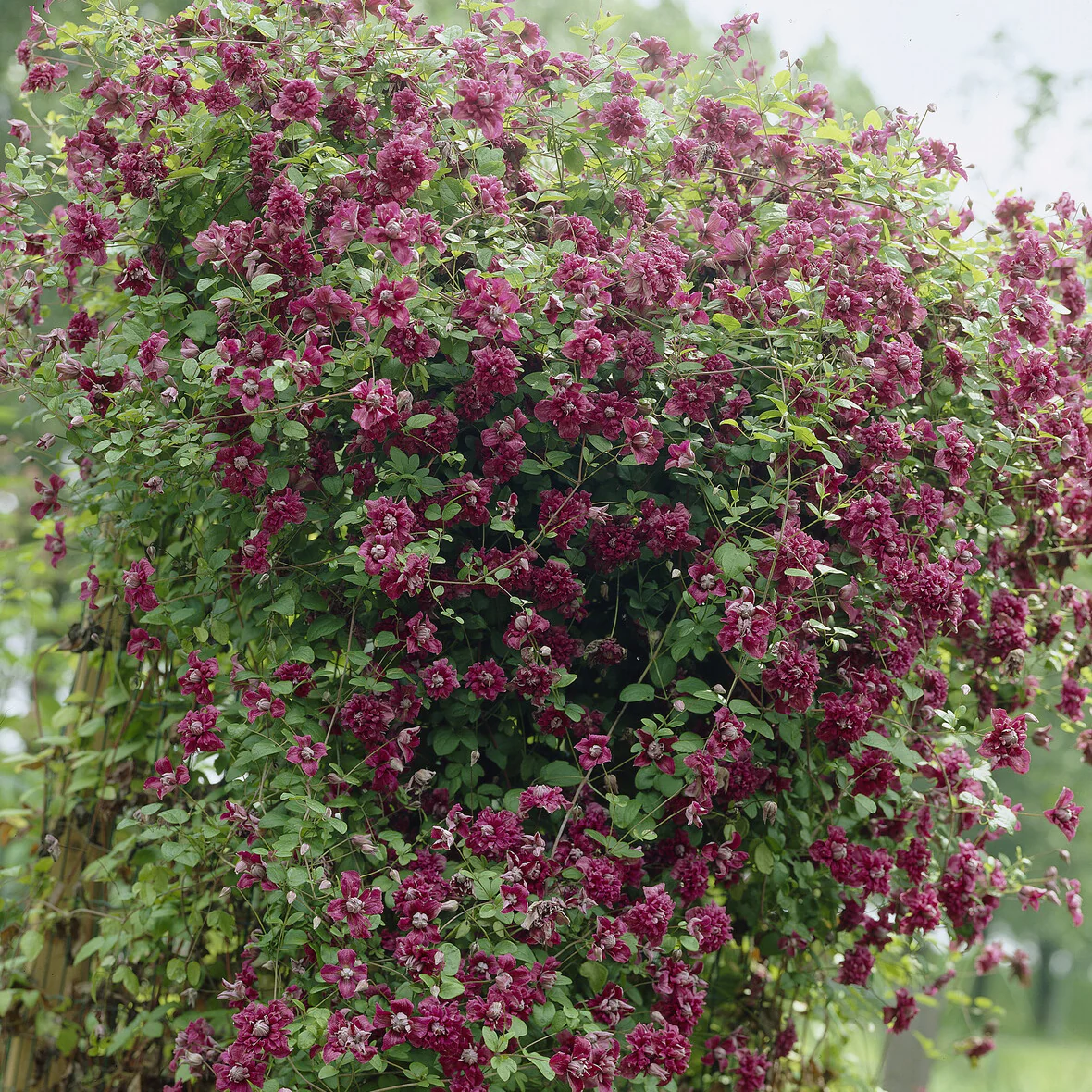 Bosrank dubbelbloemig - paars - Image 5