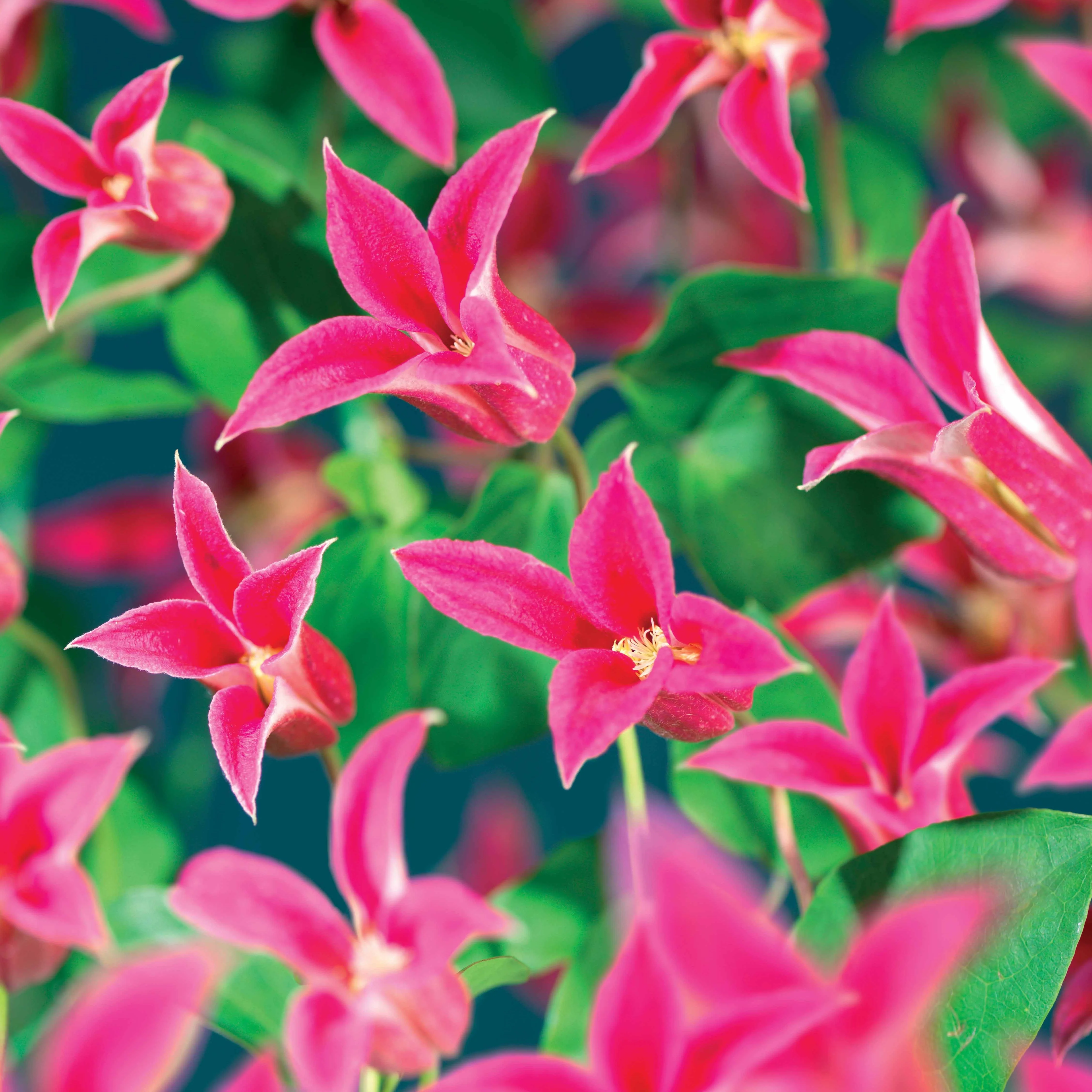 Bosrank 'Lady Diana'®