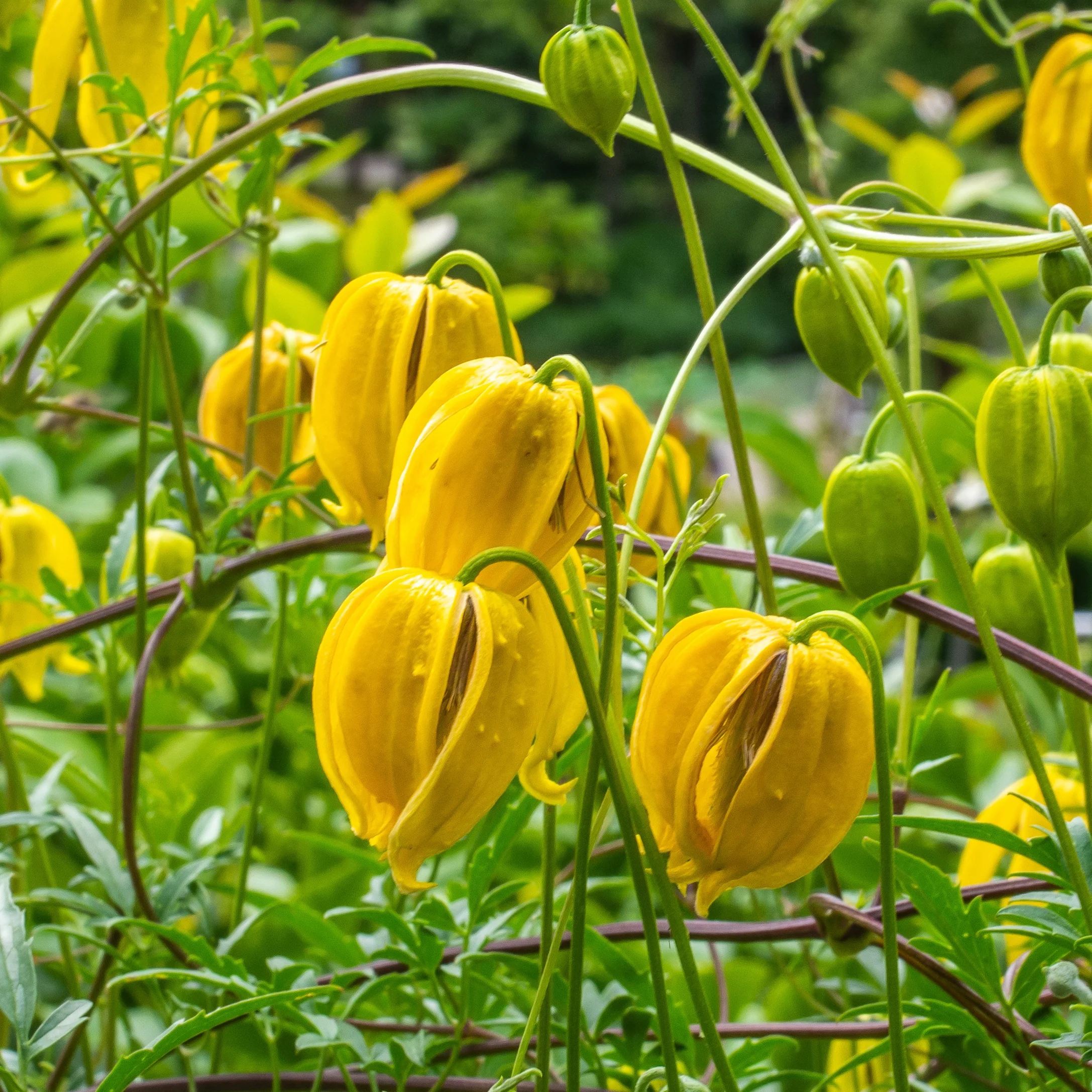 Bosrank 'Little Lemons' - Image 3