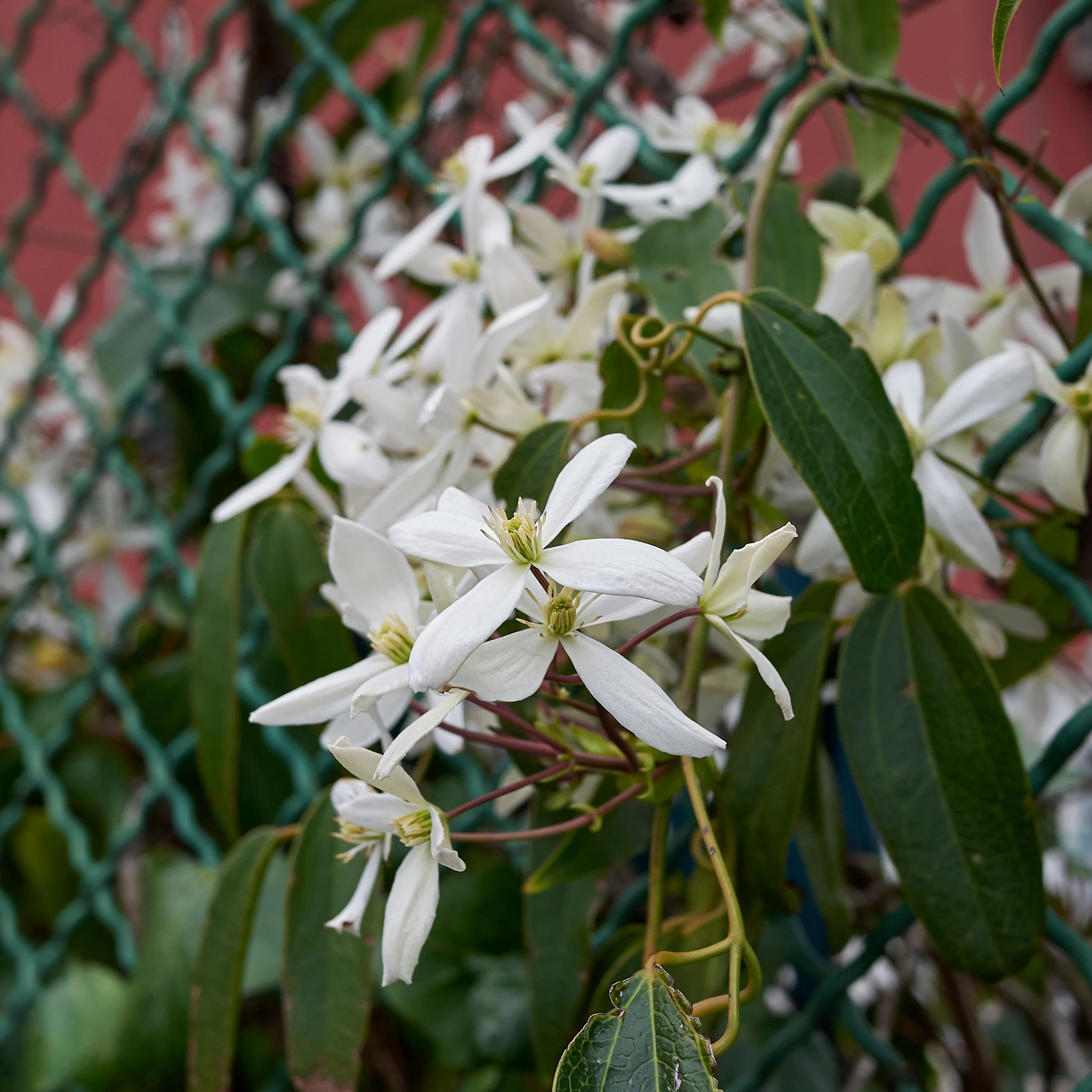 Bosrank 'Little White Charm' - Image 2