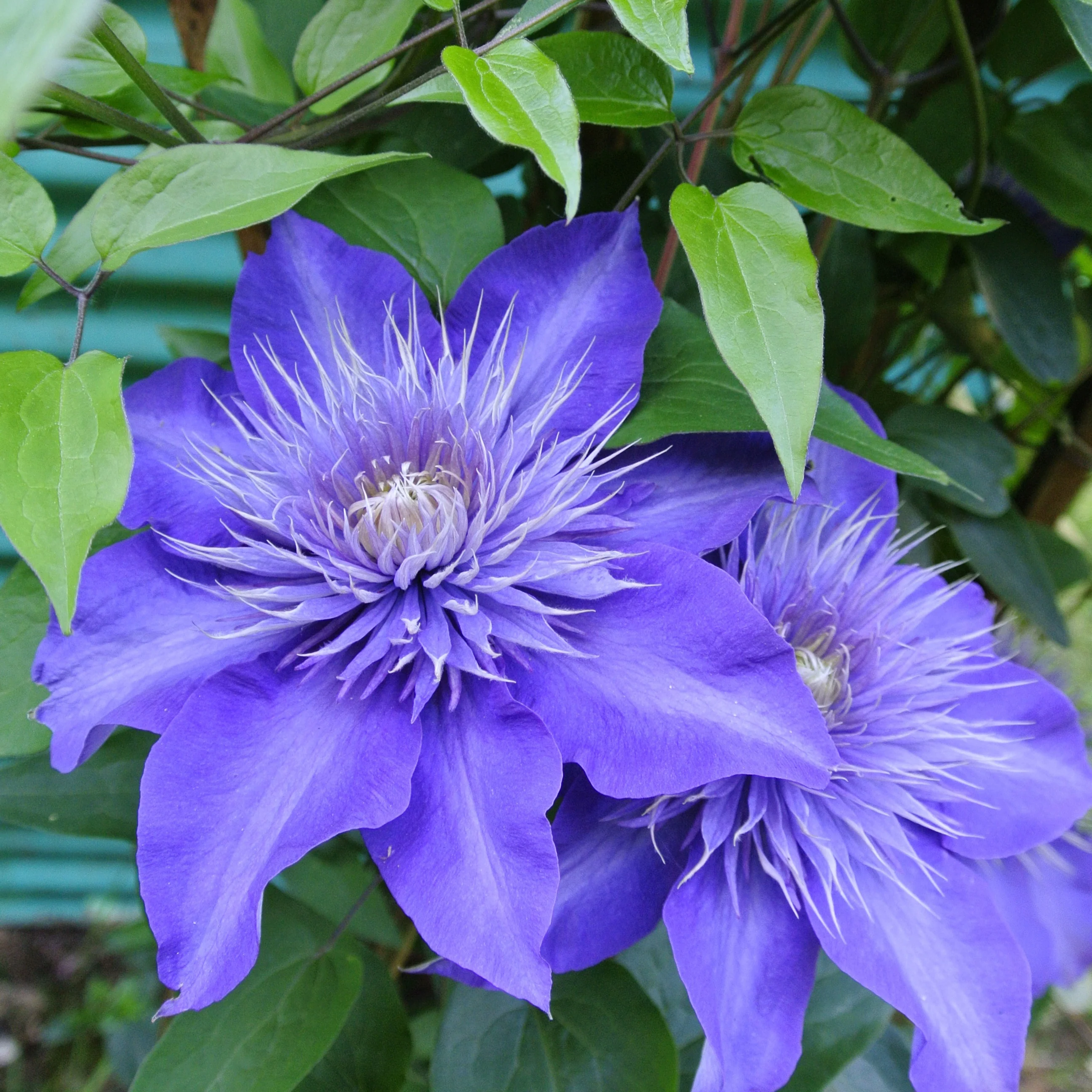 Bosrank 'Multi Blue' - Image 4