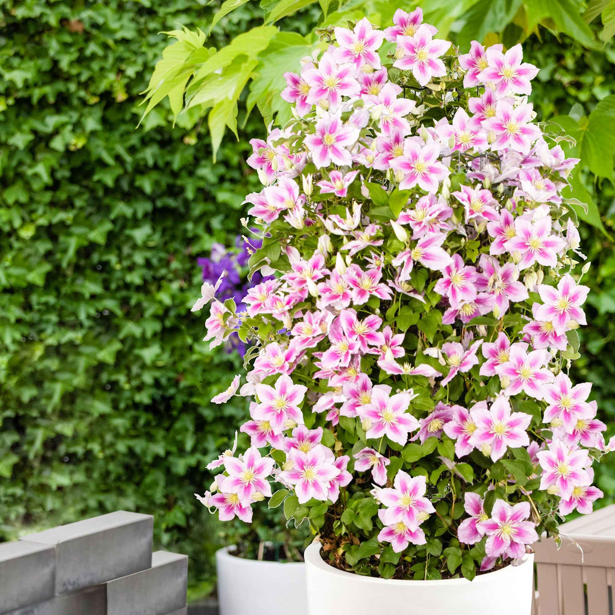 Miniatuur 1