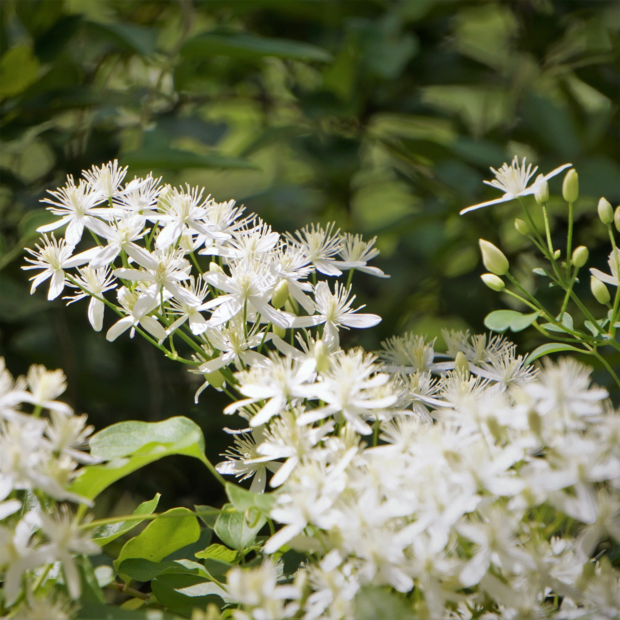 Bosrank terniflora Sweet Autumn