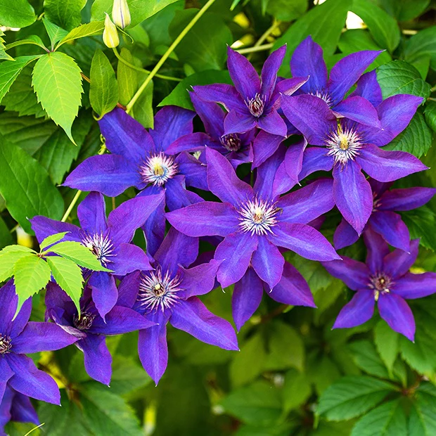 Miniatuur 1