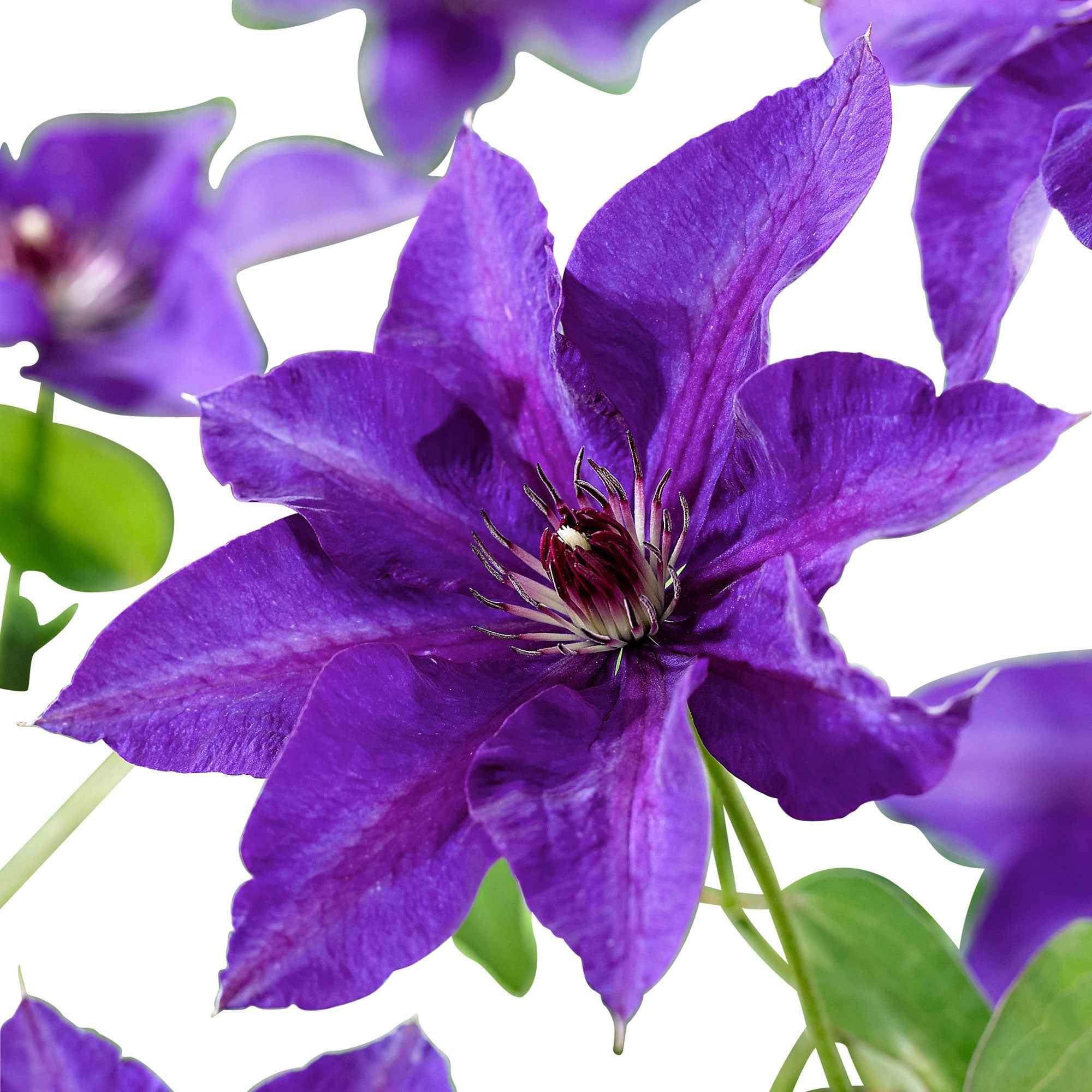 Miniatuur 2