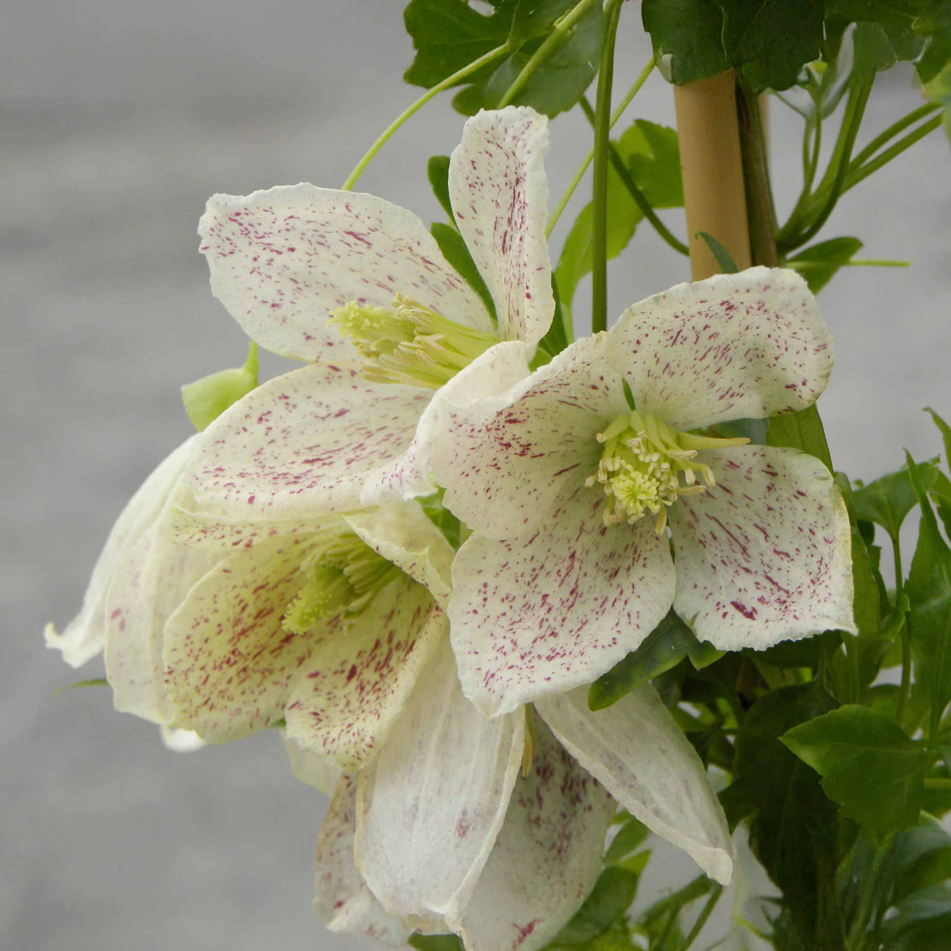 Miniatuur 1