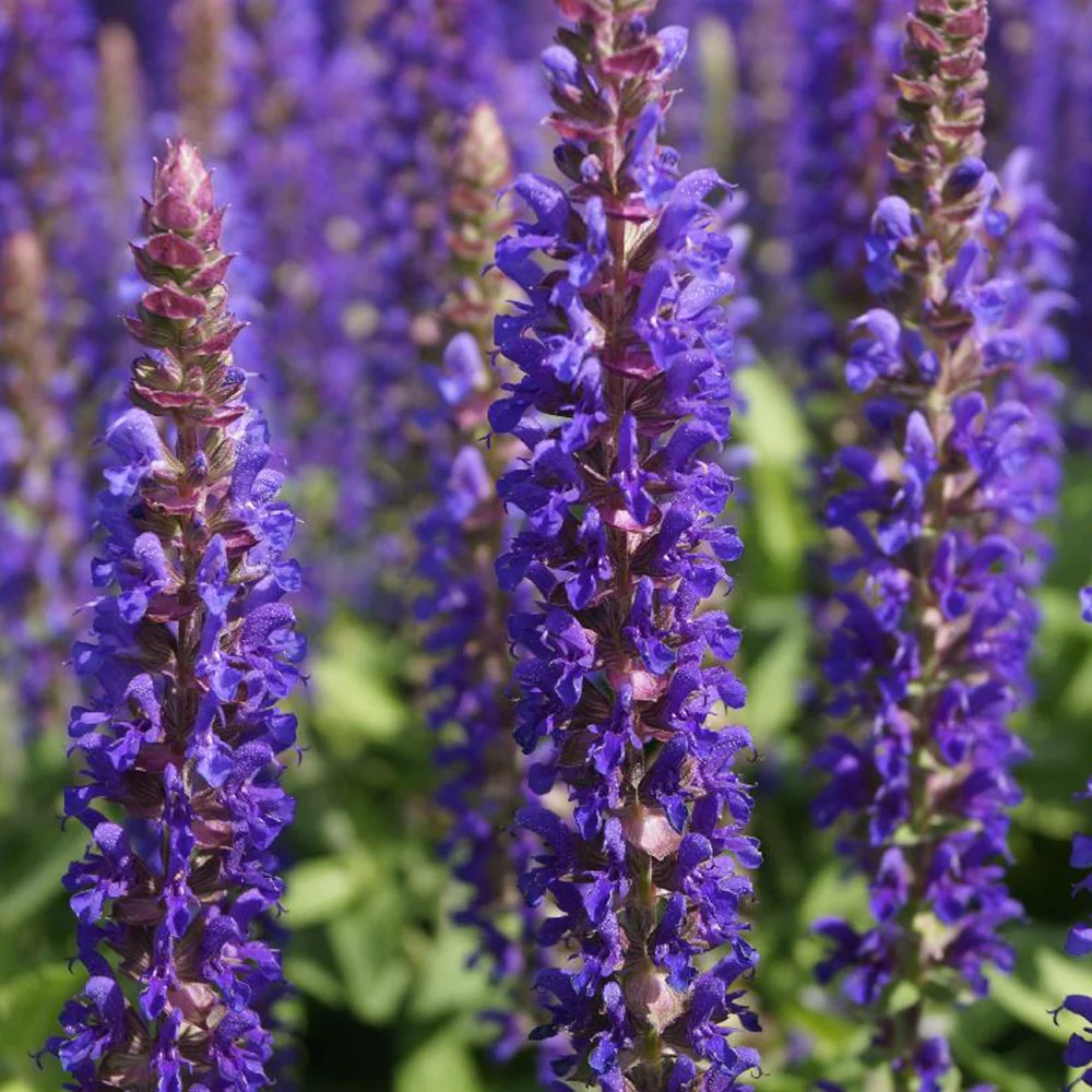 Bossalie 'Blue Bouguetta'