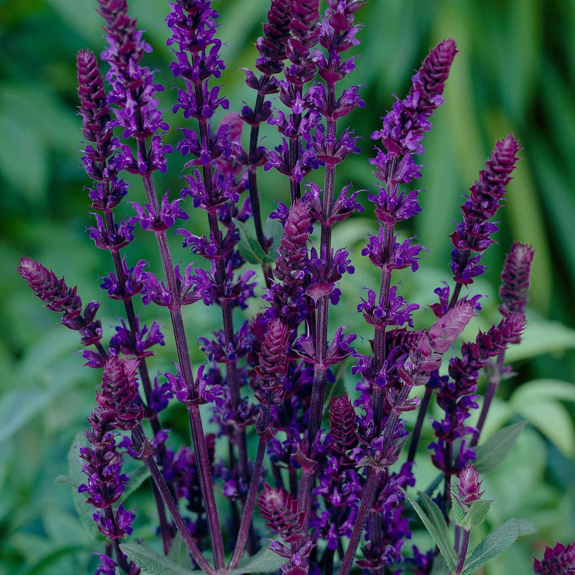 Bossalie 'Caradonna' - Image 3