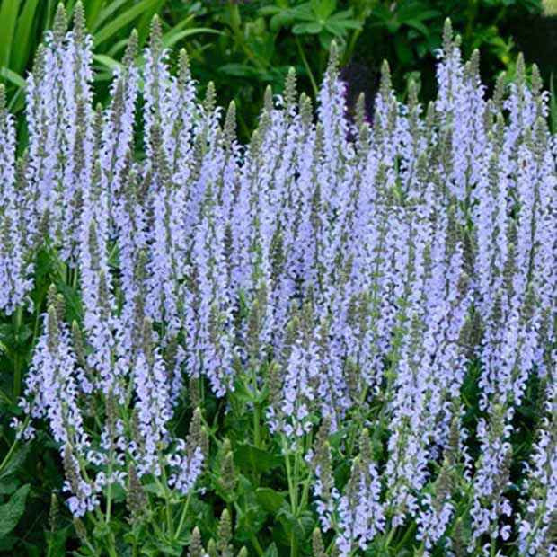 Bossalie 'Chrystal Blue'