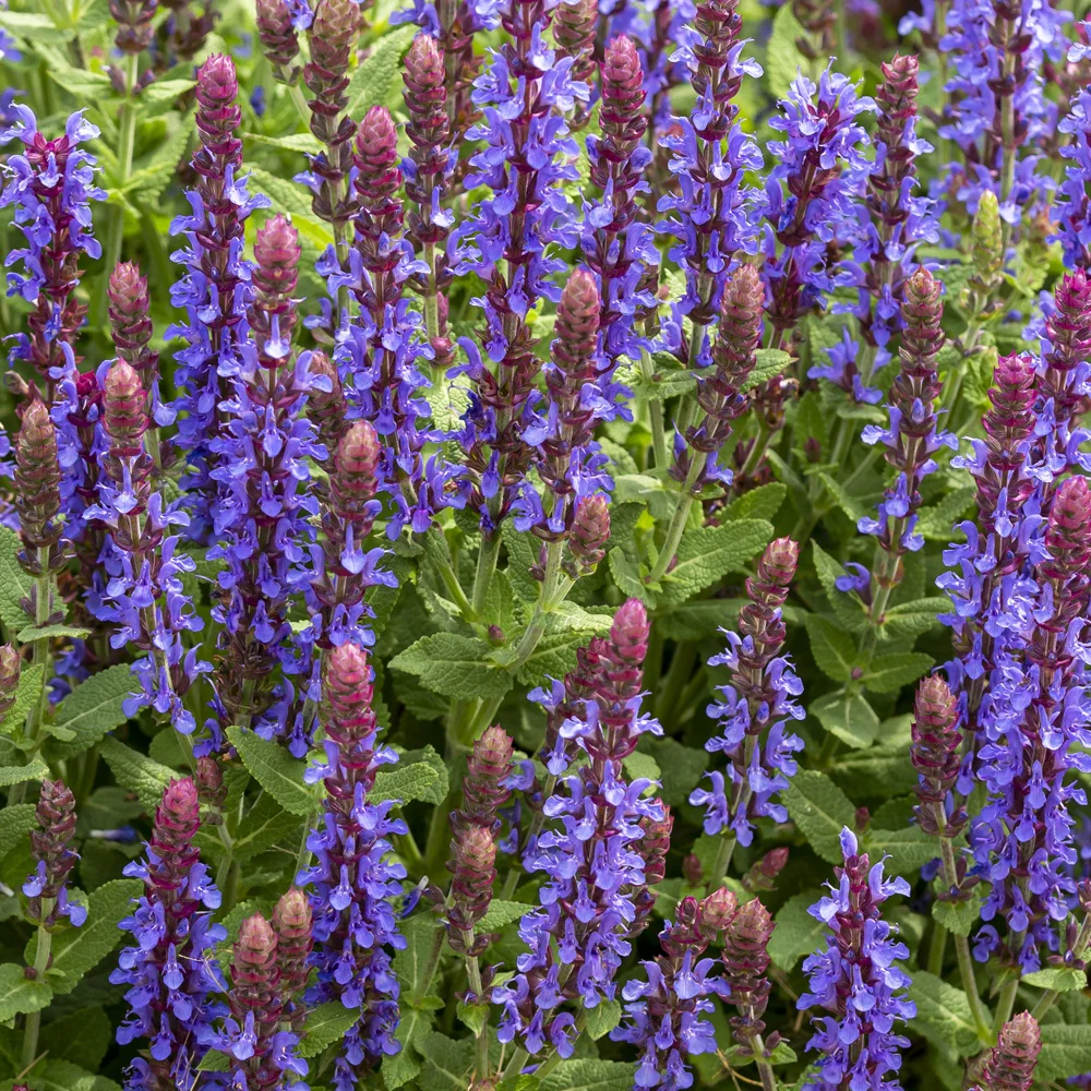 Bossalie 'Deep Purple'