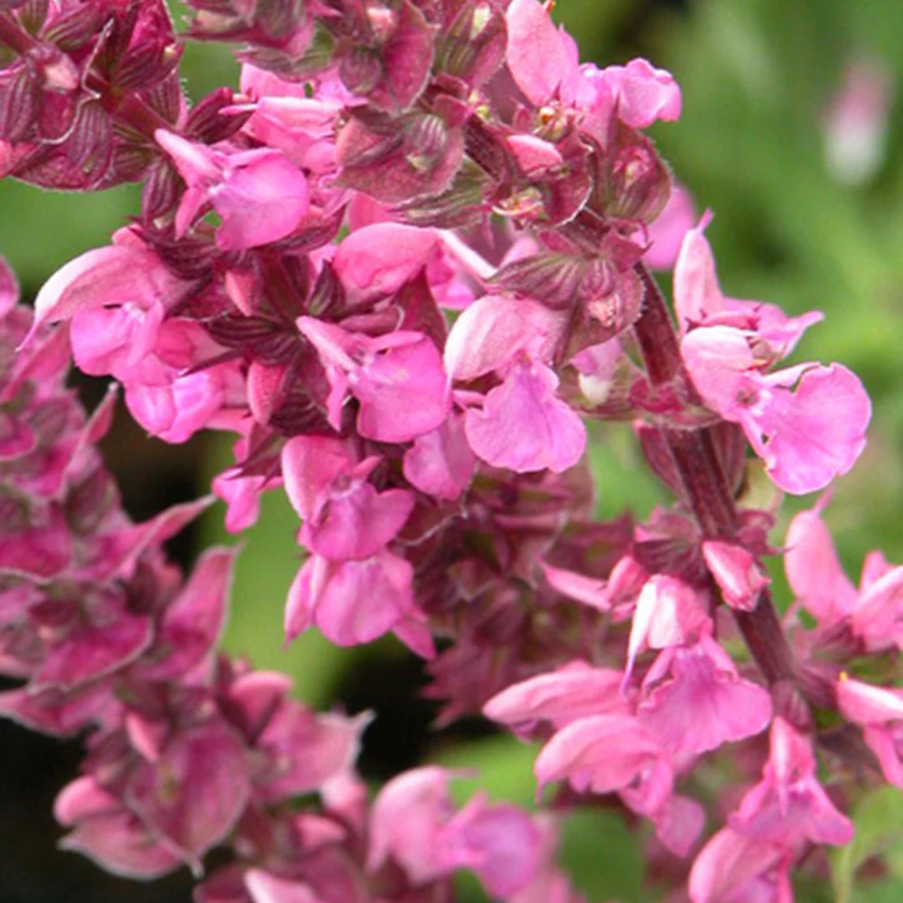 Bossalie 'Rose Queen' - Image 3