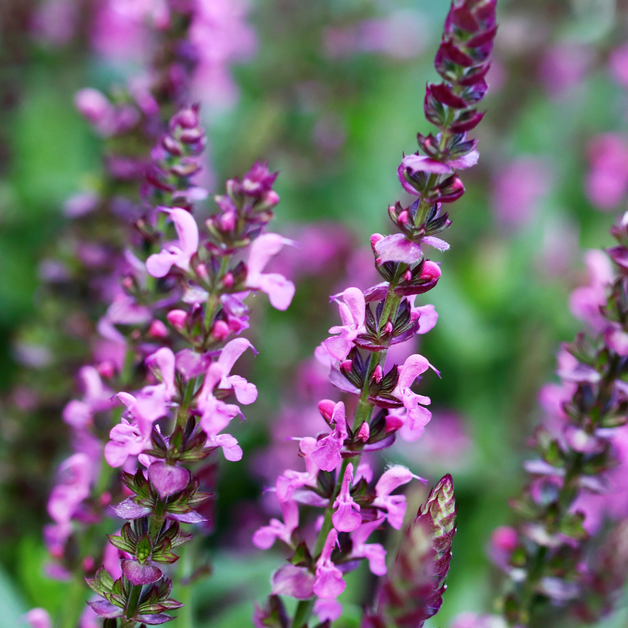 Bossalie 'Rose Queen' - Image 4