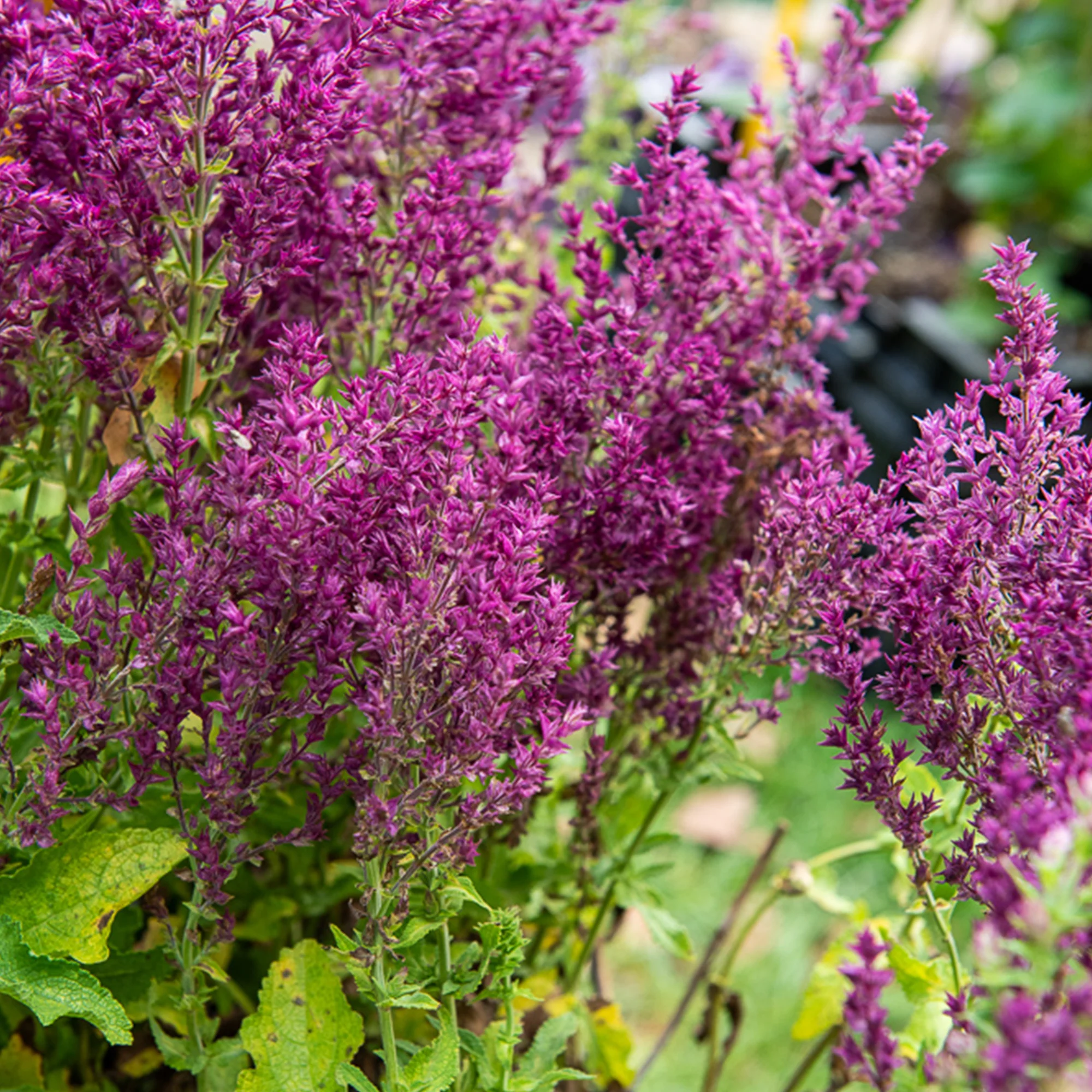 Bossalie 'Schwellenburg'