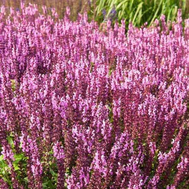 Bossalie 'Sensation Pink'