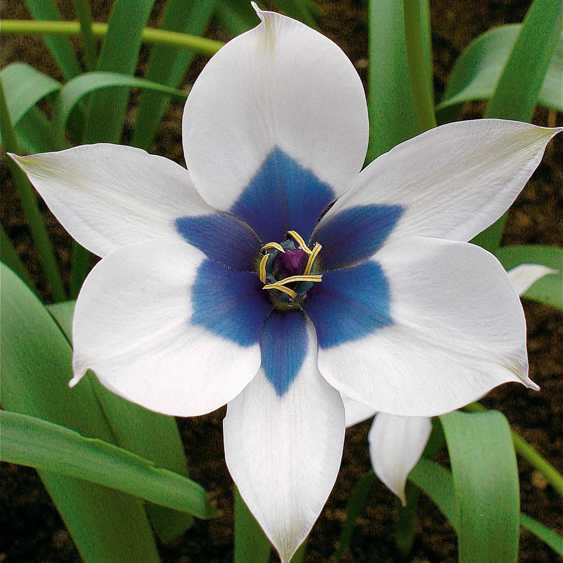 Botanische tulp 'Alba Coerulea Oculata' (x4)