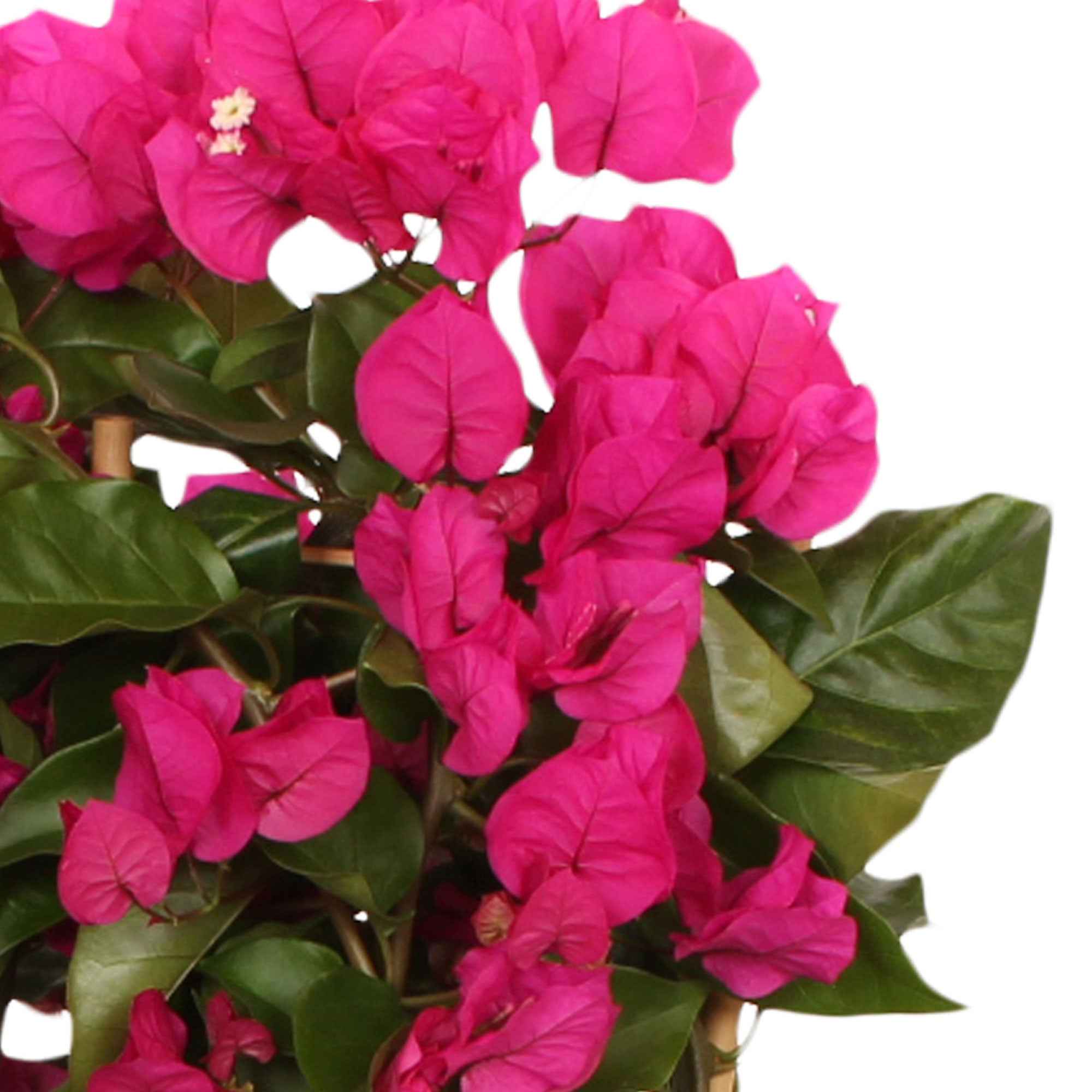 Bougainville 'Vera Deep Purple' - Image 3