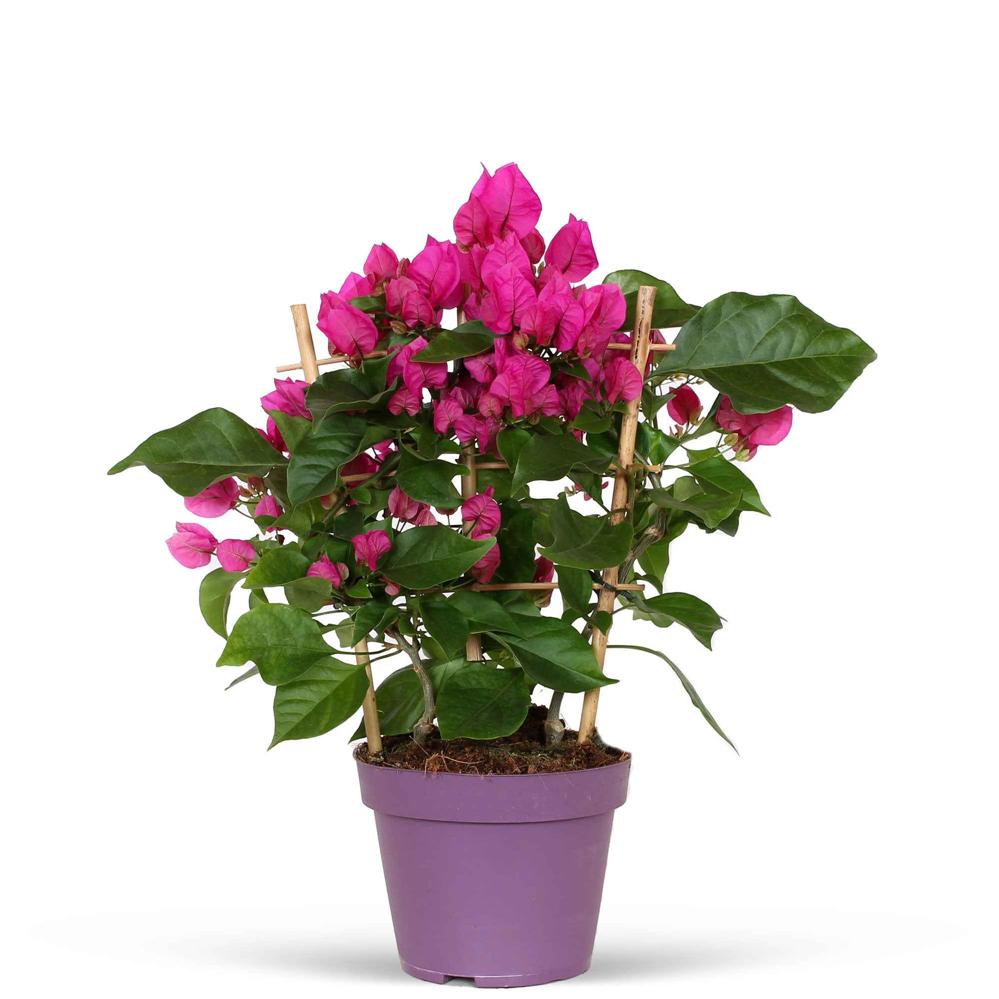 Bougainville 'Vera Deep Purple' - Image 4