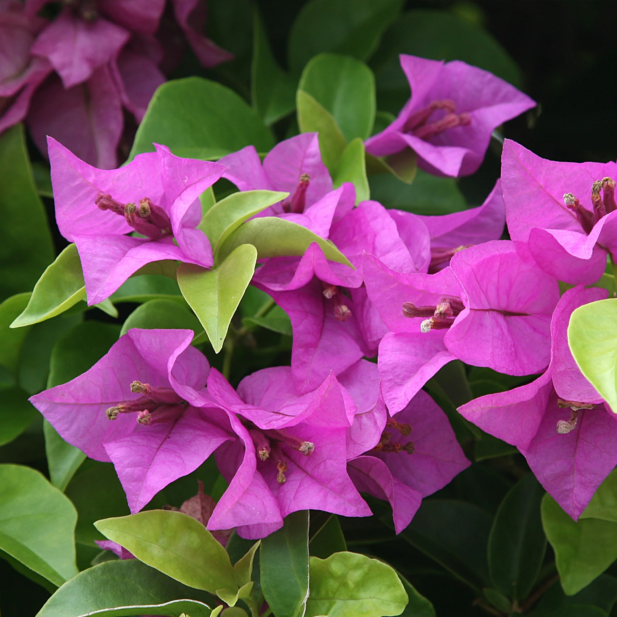Bougainville - paars - Image 3