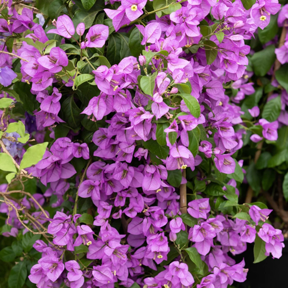 Bougainville - paars - Image 4