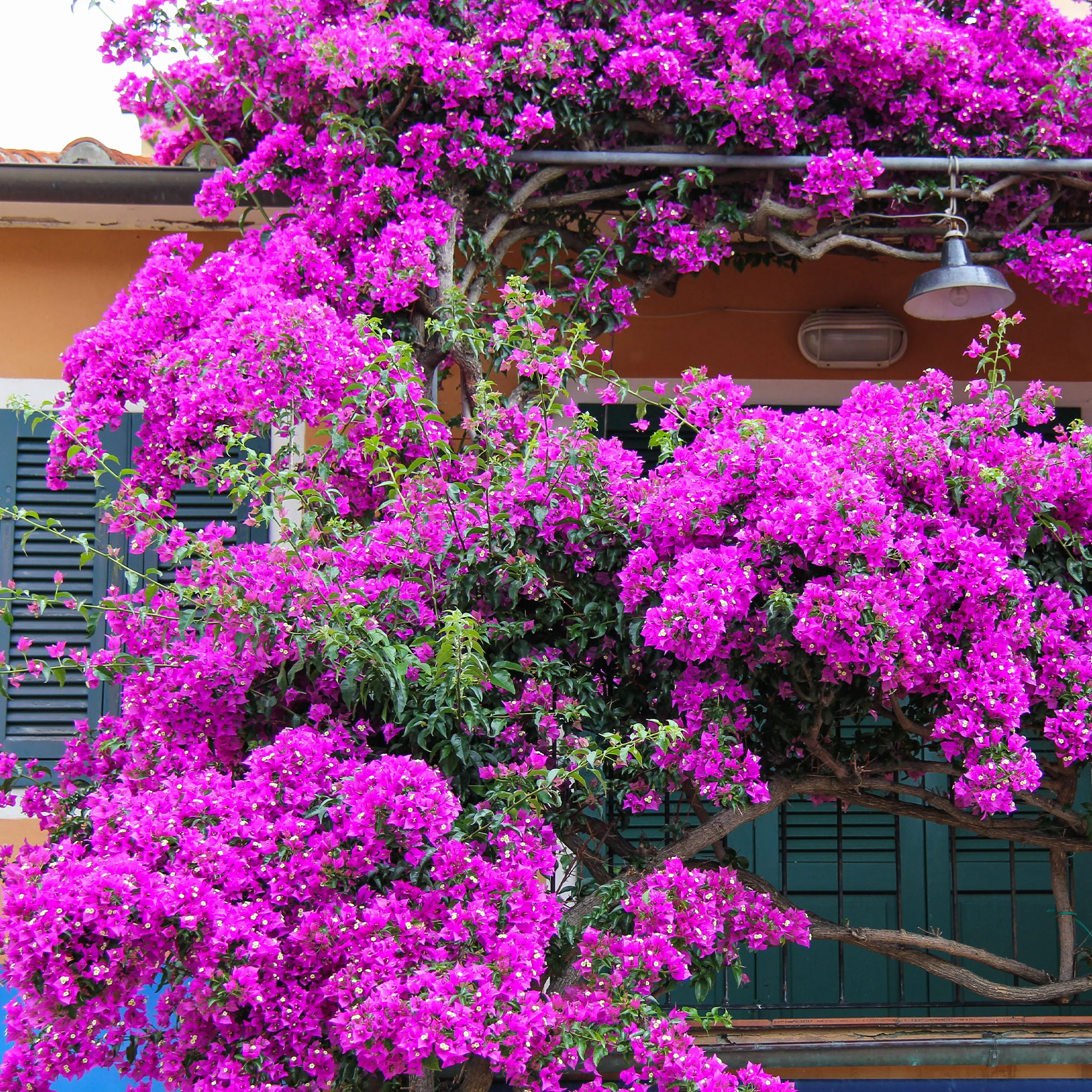 Bougainville - paars - Image 5