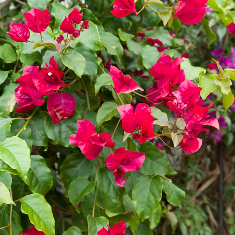 Bougainville - rood - Image 4
