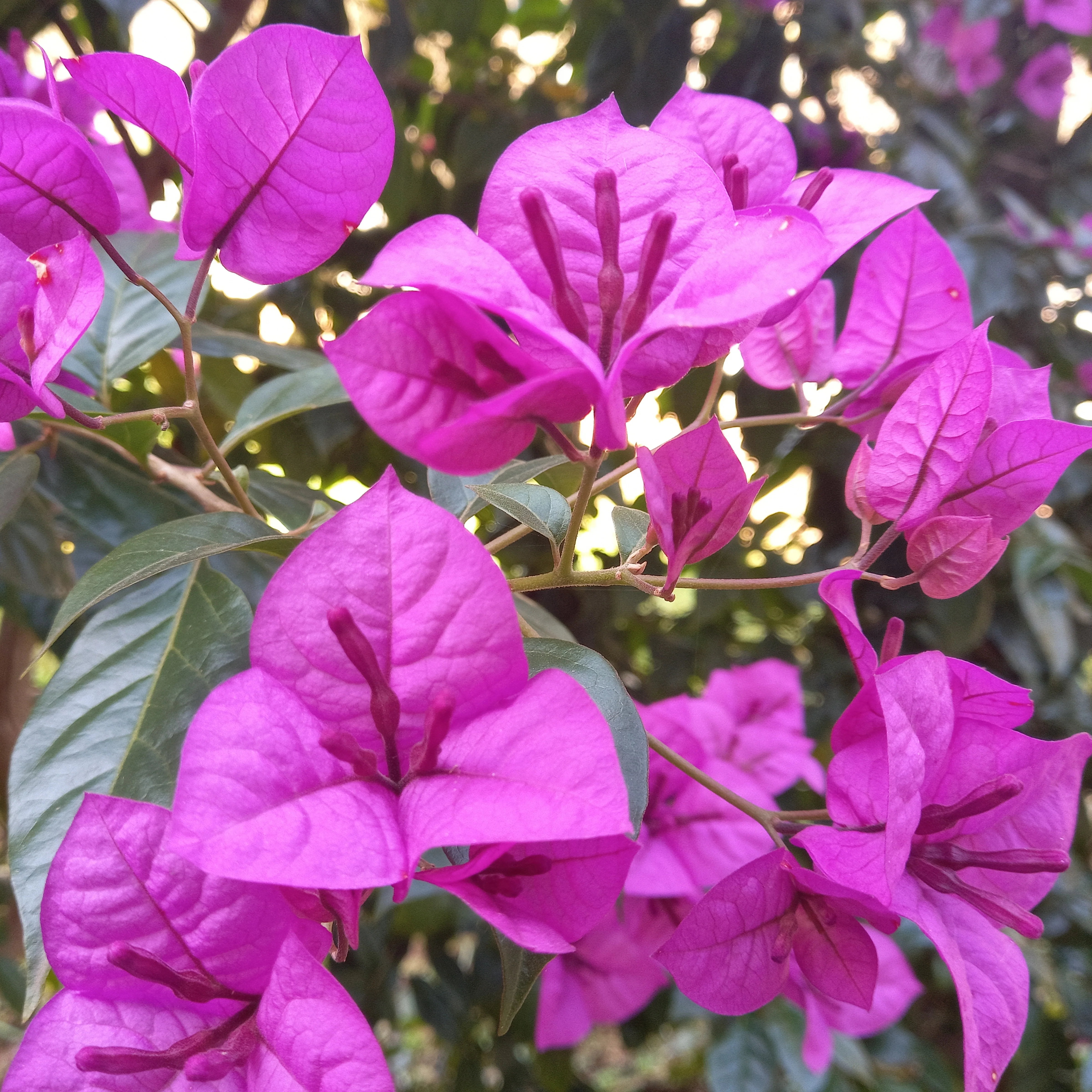 Bougainville 'Violet de Mèze'