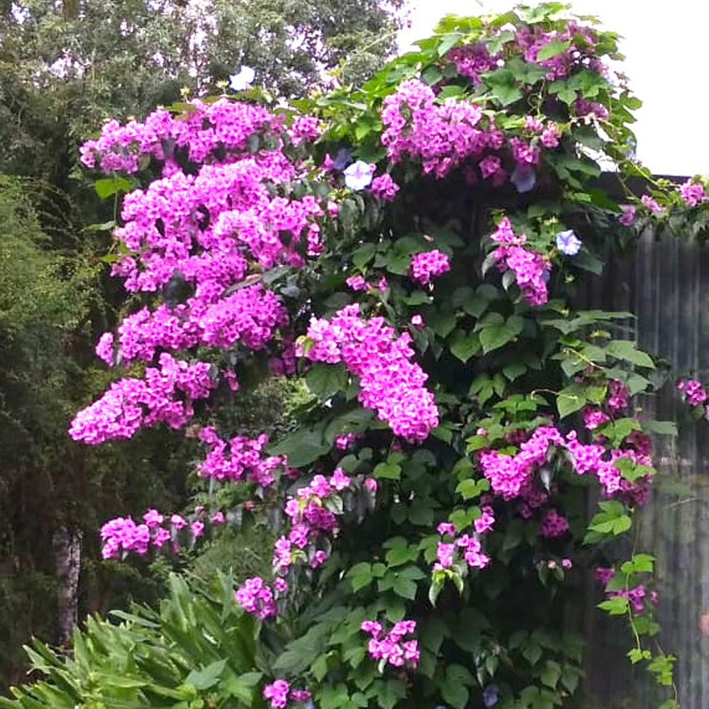 Bougainville 'Violet de Mèze' - Image 2