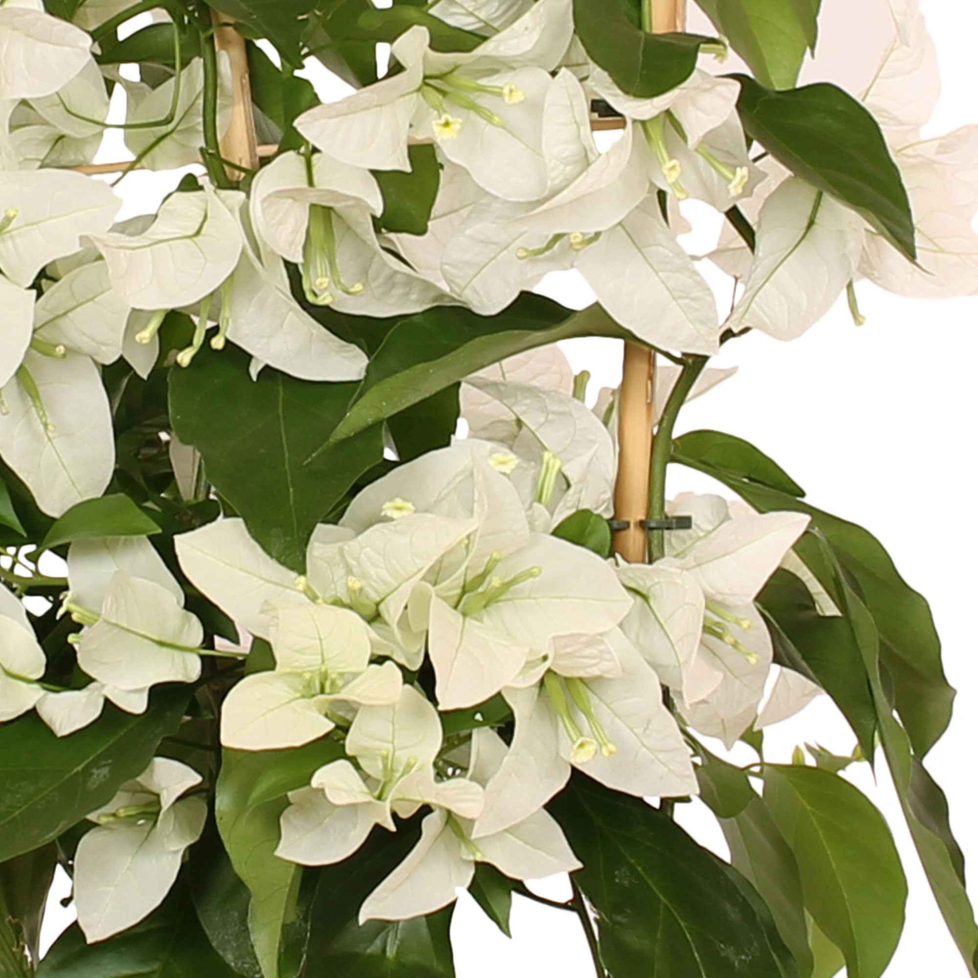 Bougainville 'White Cascade'