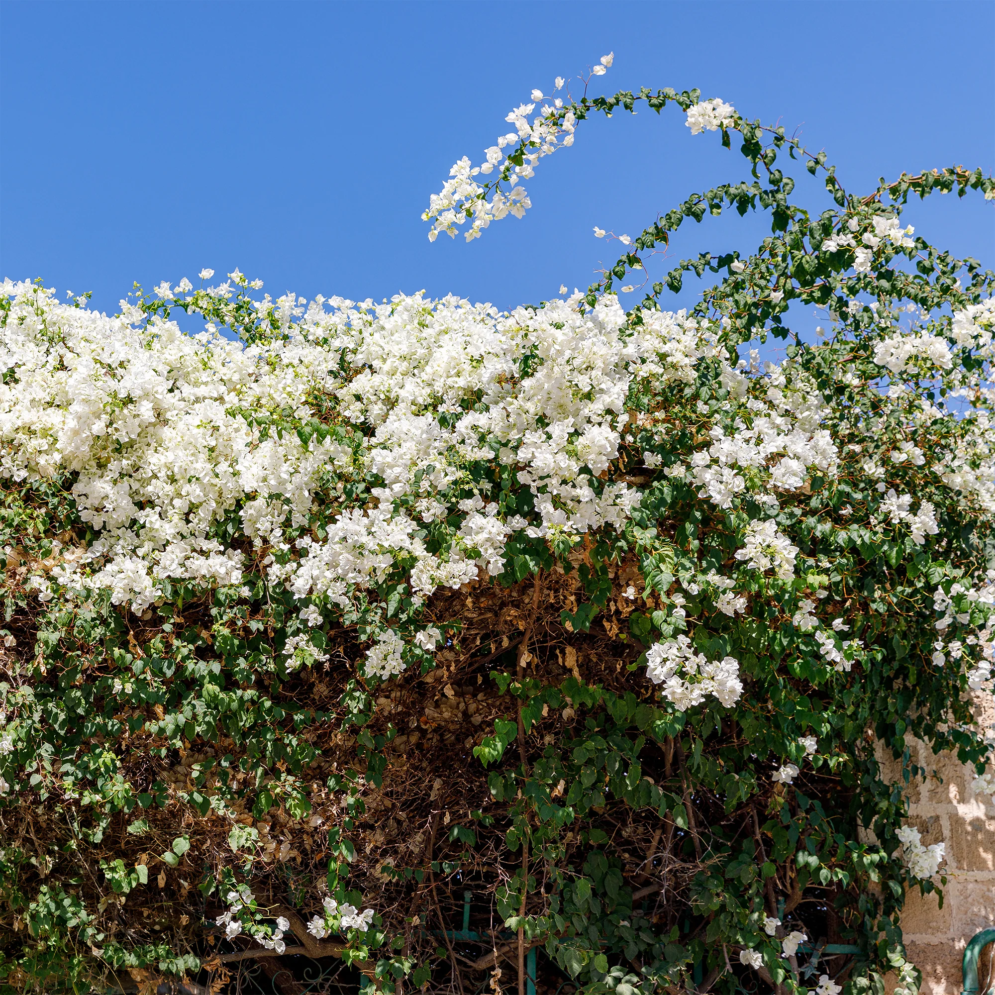 Bougainville 'White Cascade' - Image 2