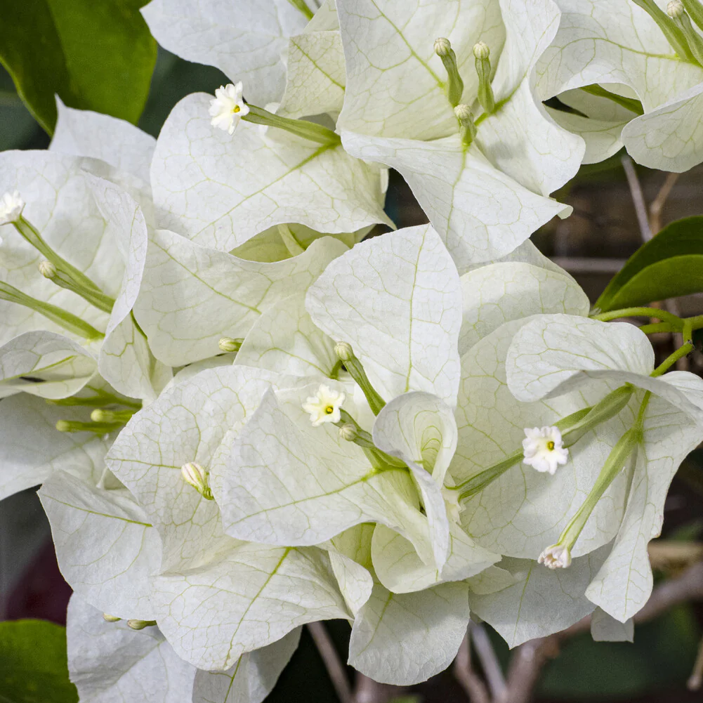 Bougainville 'White Cascade' - Image 3