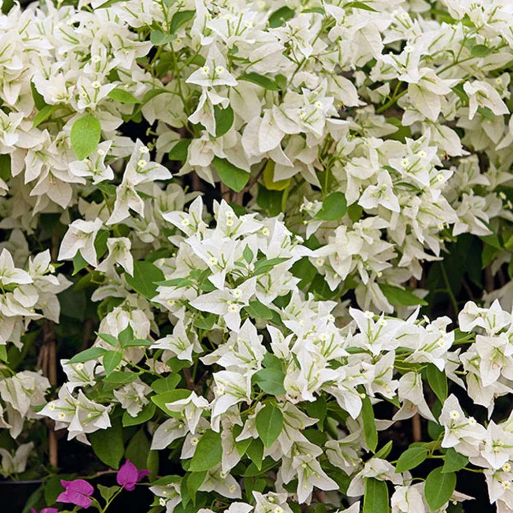 Bougainville 'White Cascade' - Image 4