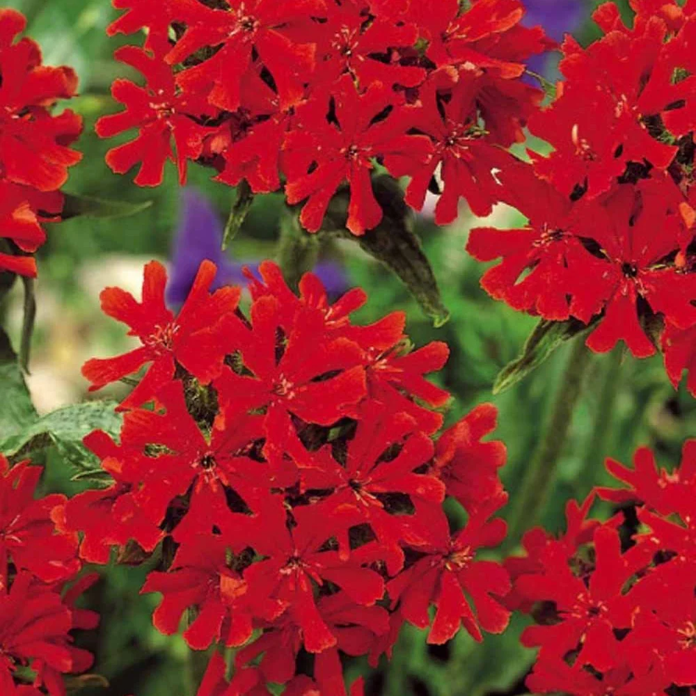 Brandende liefde - rood