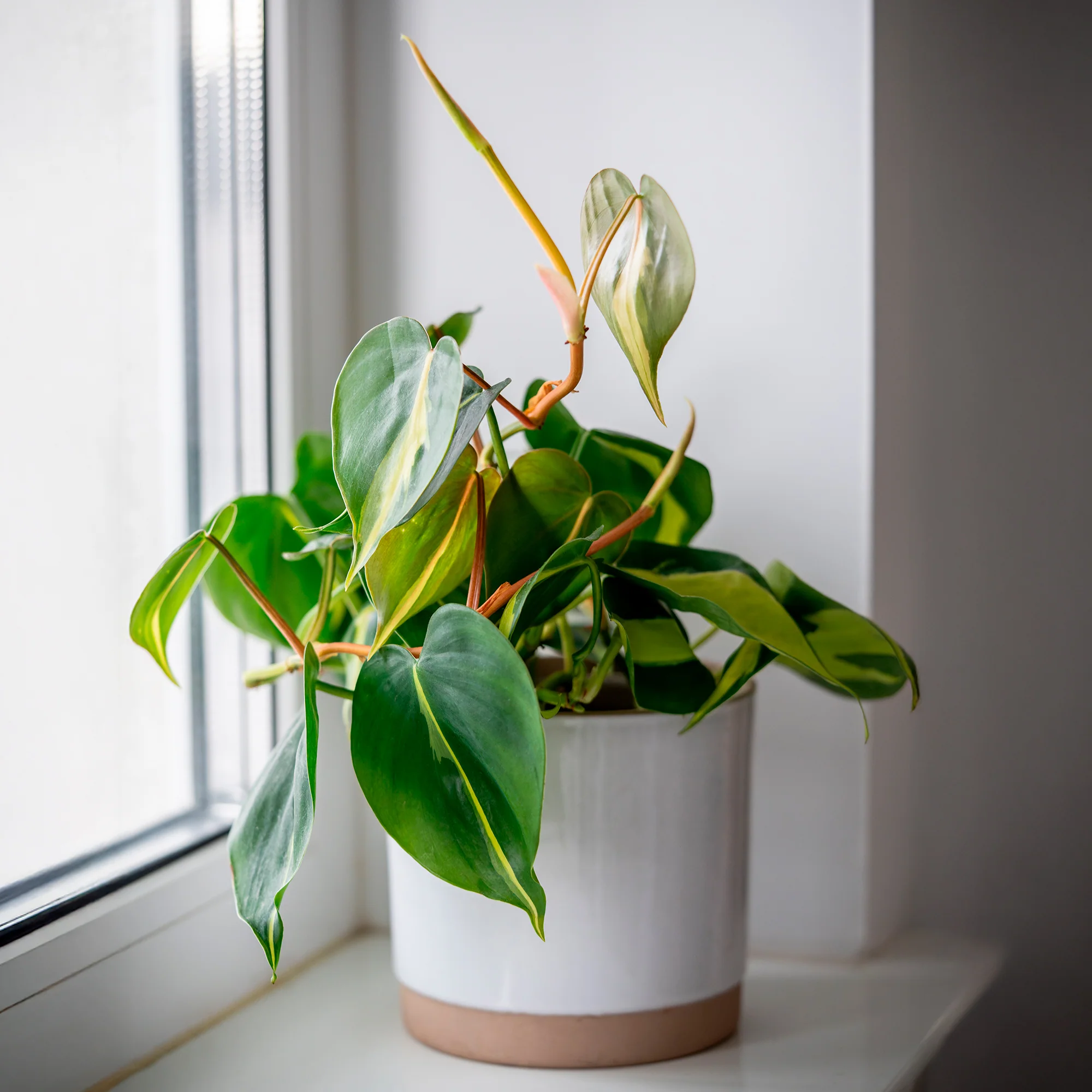 Philodendron Monstera Brasil