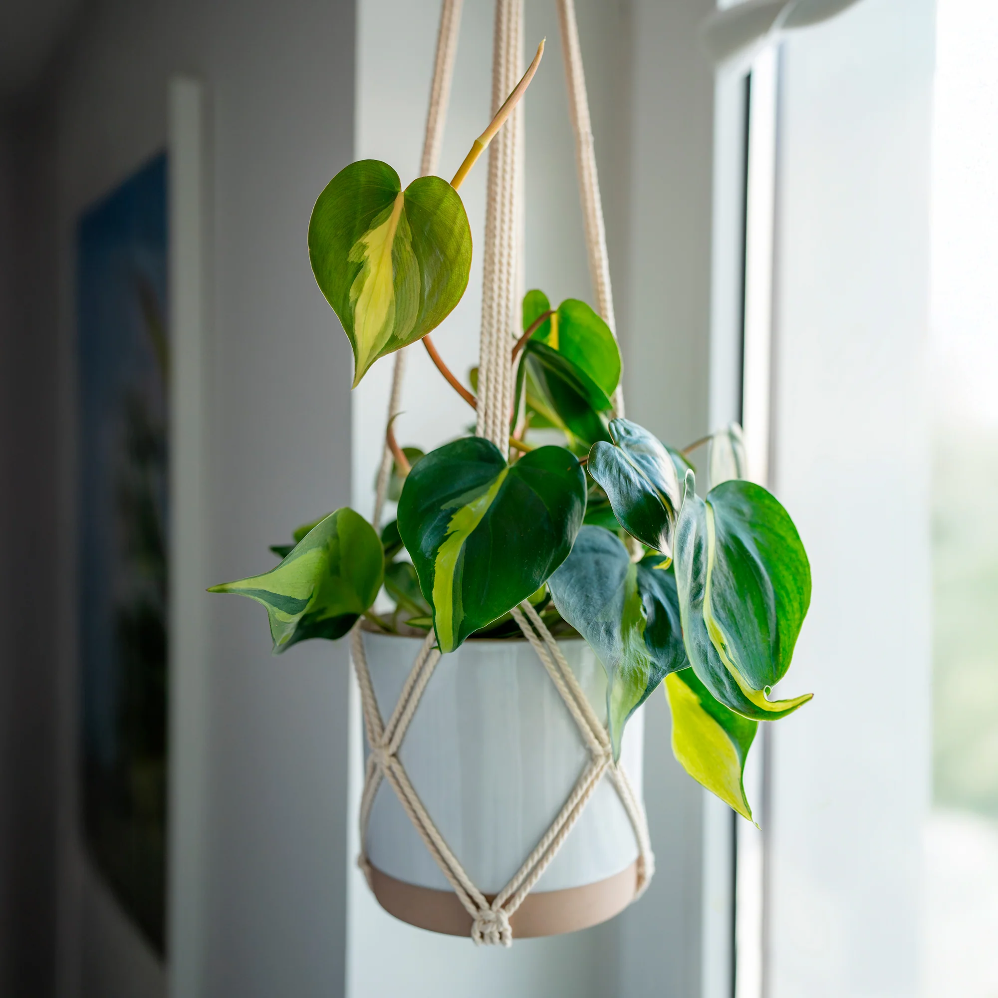 Philodendron Monstera Brasil - Image 2