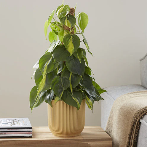 Philodendron Monstera Brasil - Image 3