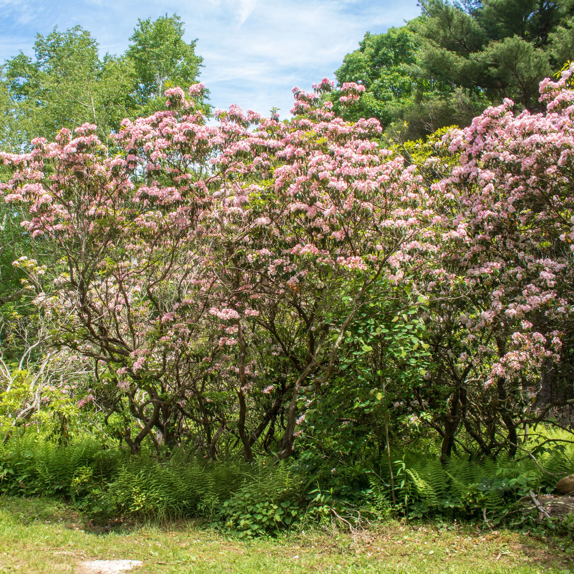 Breedbladige lepelboom - Image 3