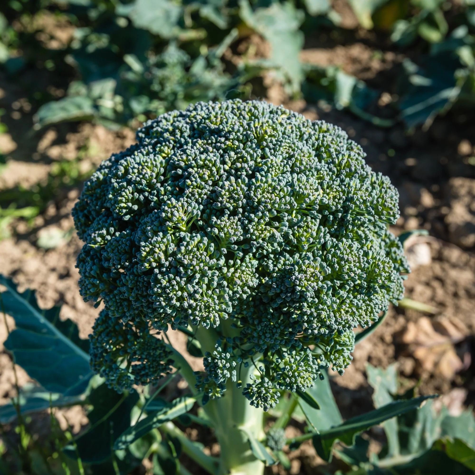 Broccoli 'Calabrese Natalino' - Image 3