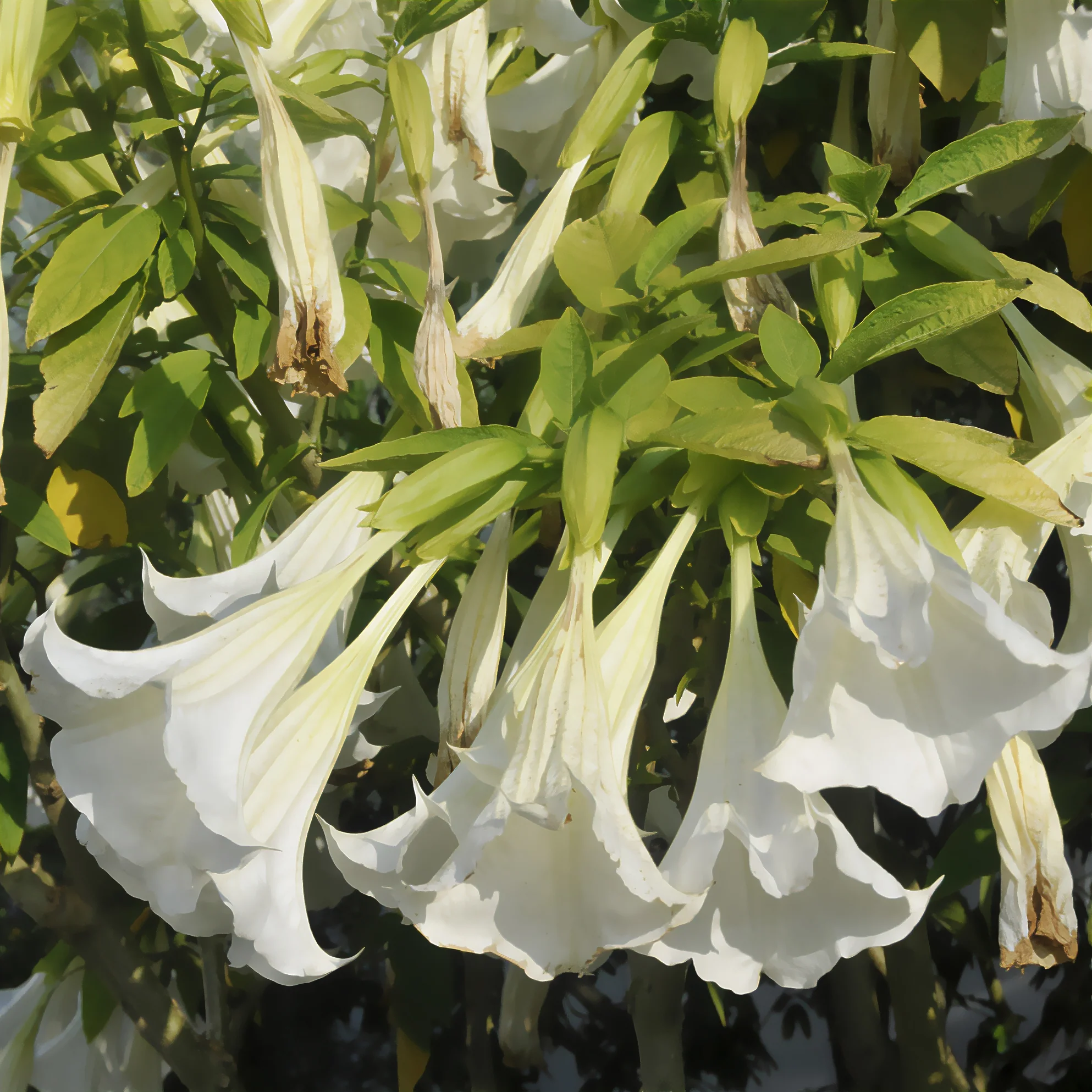 Brugmansia