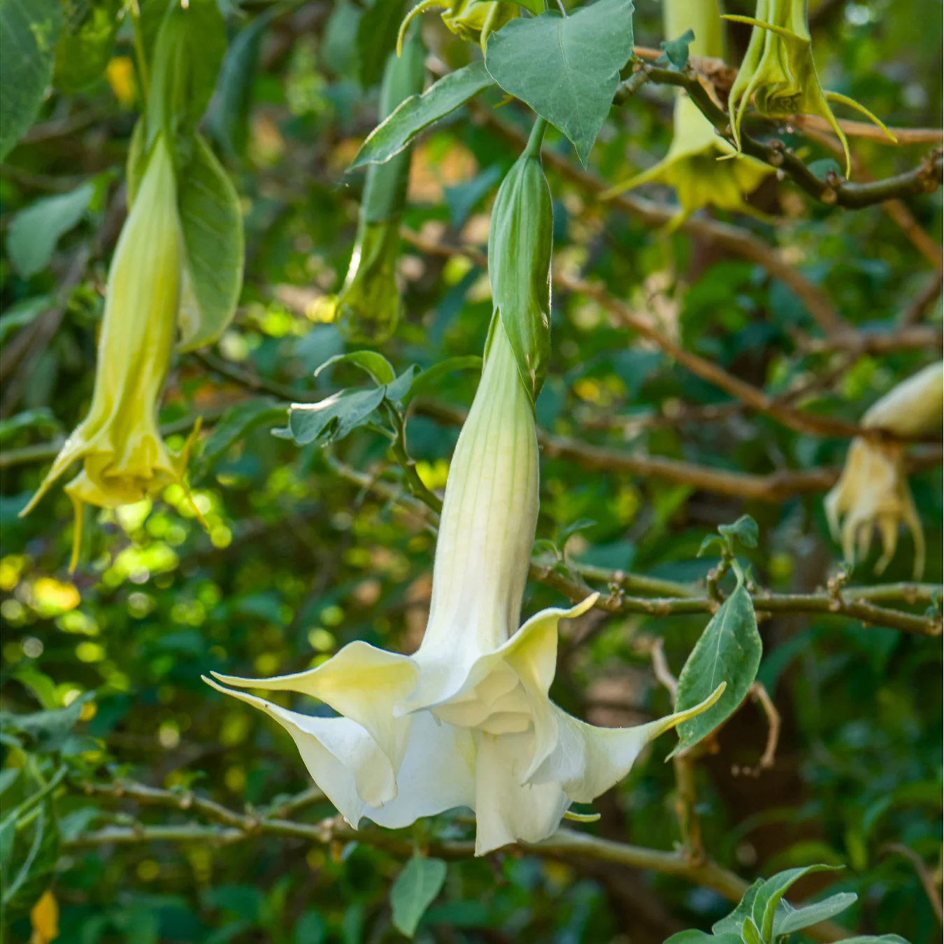 Brugmansia - Image 2