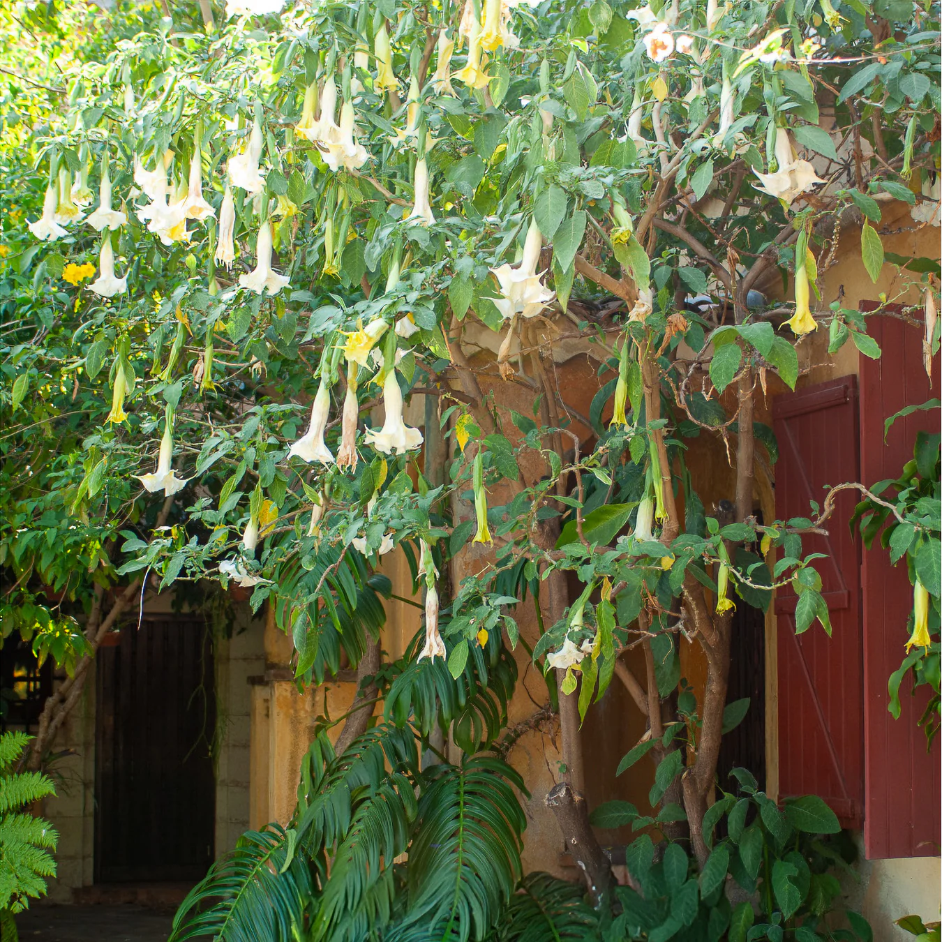 Brugmansia - Image 3