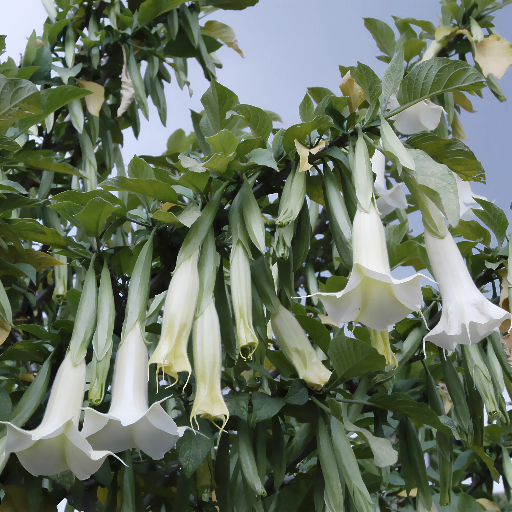 Brugmansia - Image 4