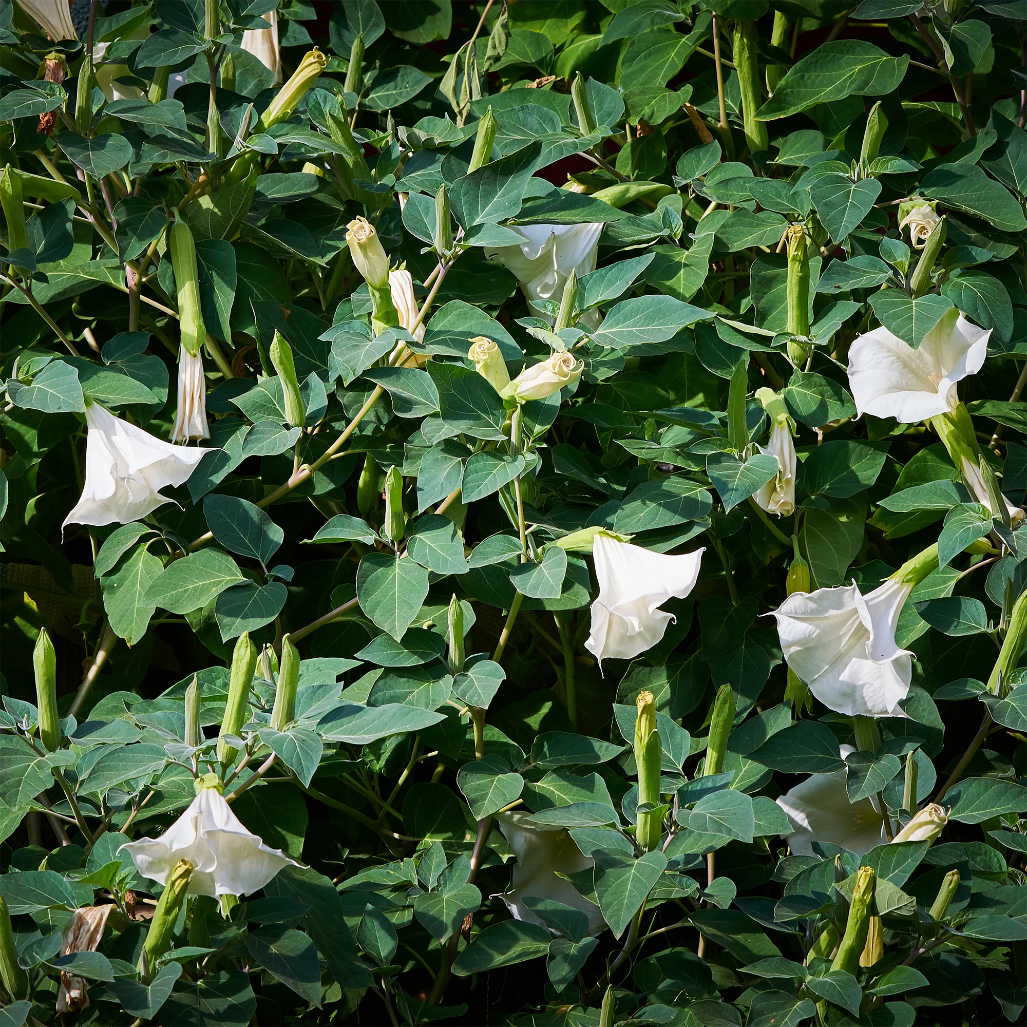 Brugmansia - Image 5