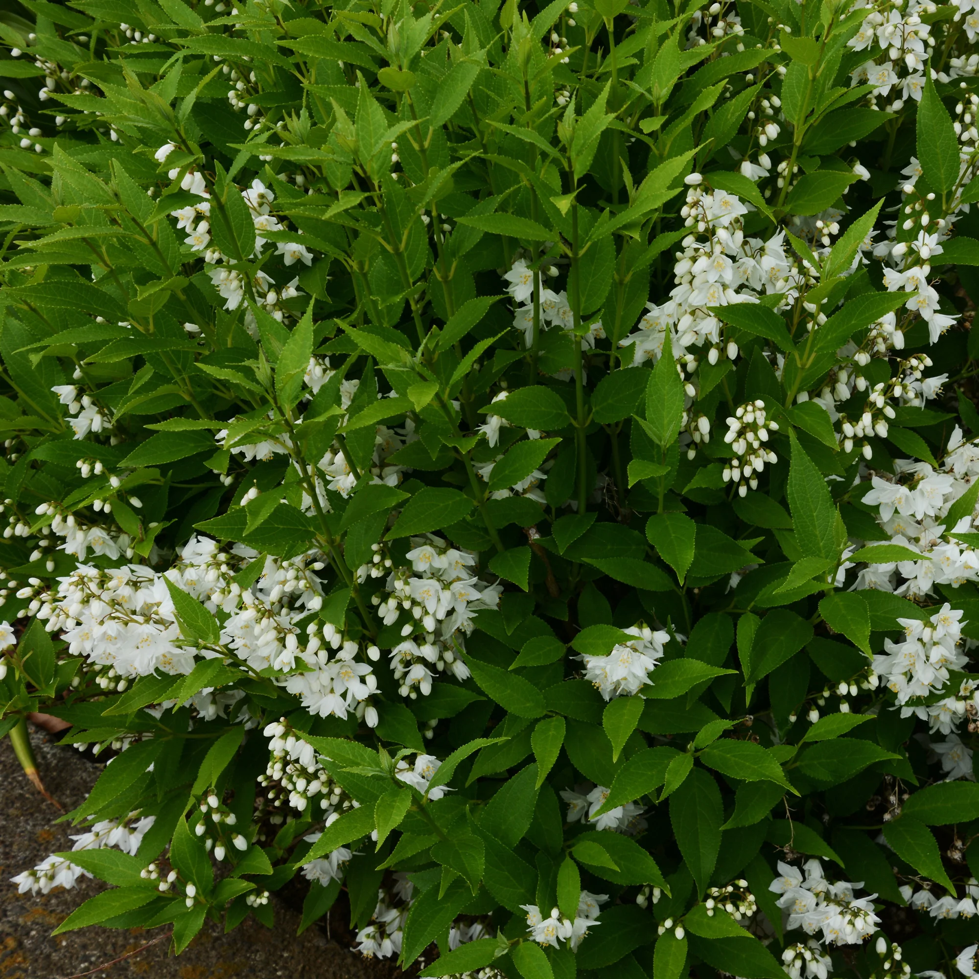 Pulchra Bruidsbloem - Image 2