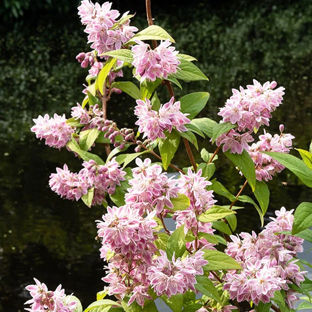 Bruidsbloem 'Strawberry Field'