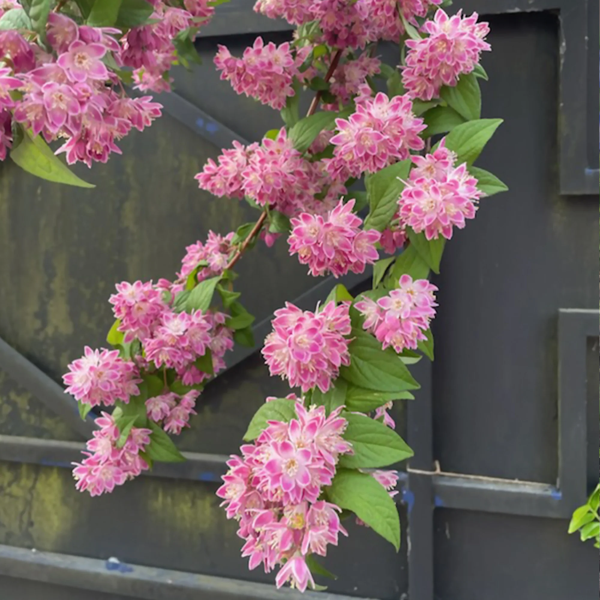 Bruidsbloem 'Strawberry Field' - Image 3