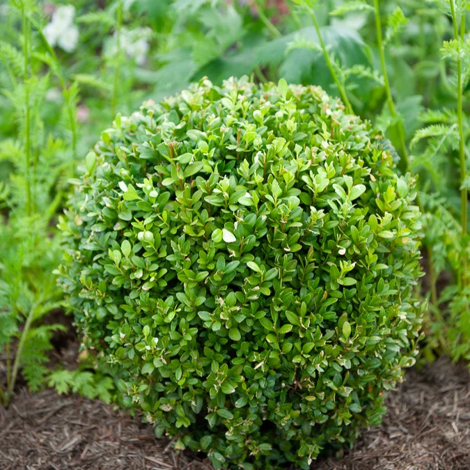Buxus bolvorm - Image 2